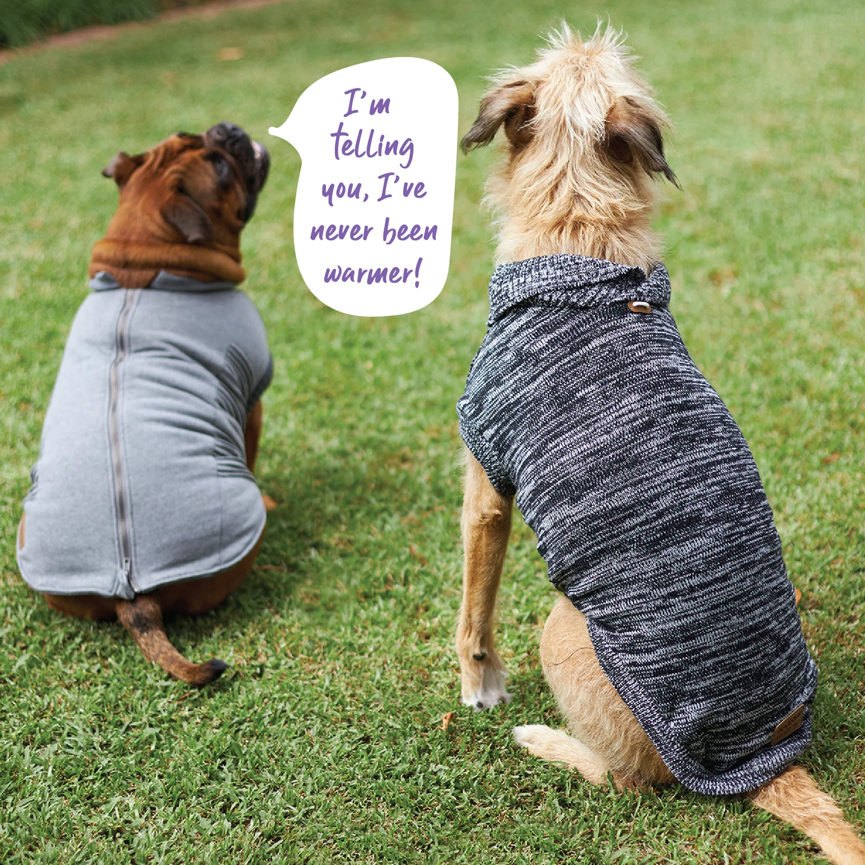 Armadillo Dog Jacket - Image 5