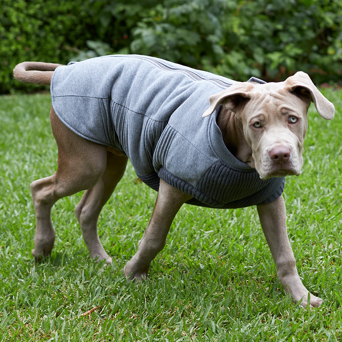 Armadillo Dog Jacket - Image 9