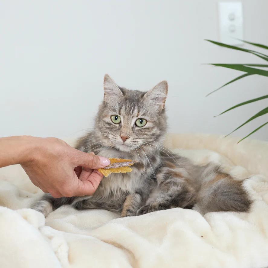 Aussie Anchovies Cat Treats - Image 7