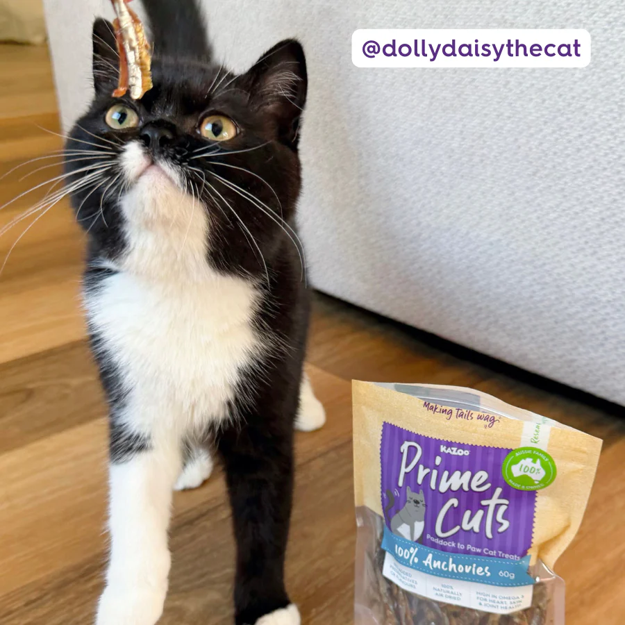 Aussie Anchovies Cat Treats - Image 9