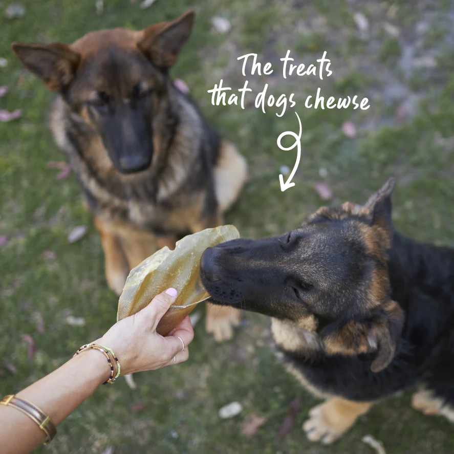 Aussie Beef Ear Dog Treats - Image 5