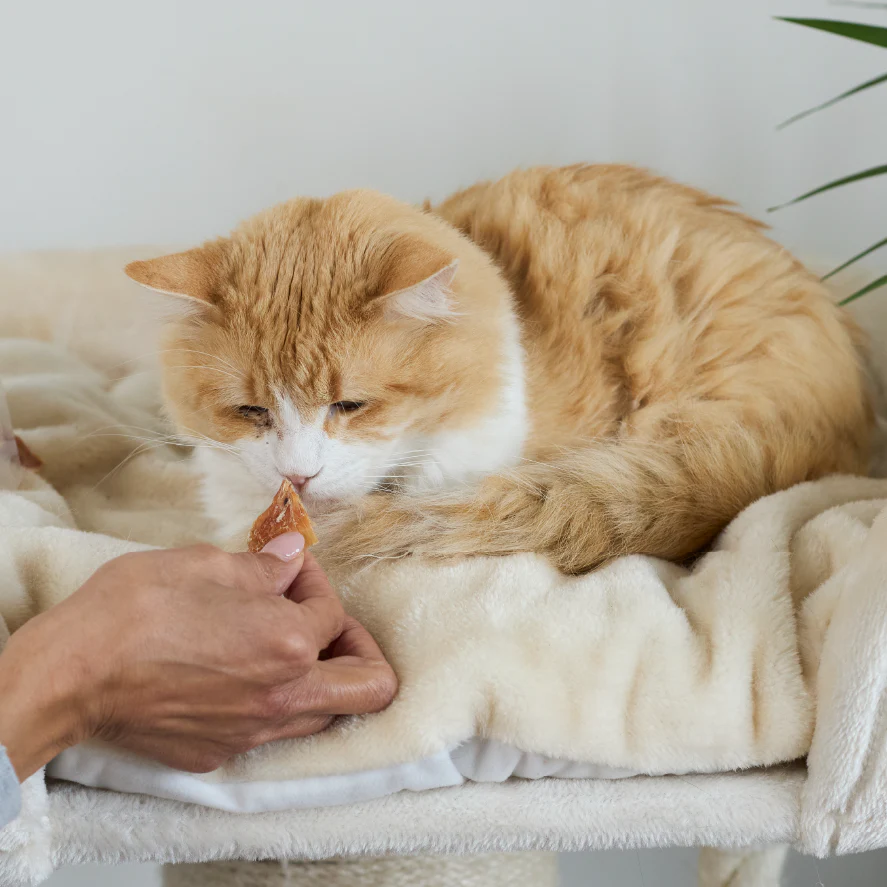 Aussie Chicken Breast Cat Treats - Image 7