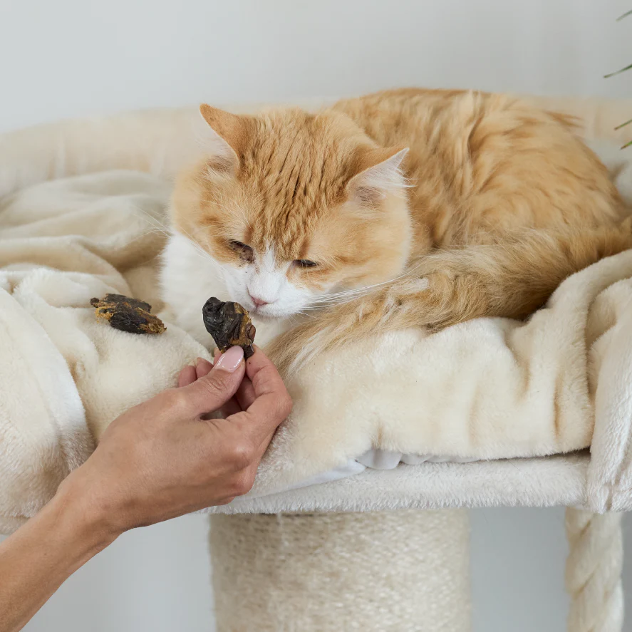 Aussie Duck Heart Cat Treats - Image 7