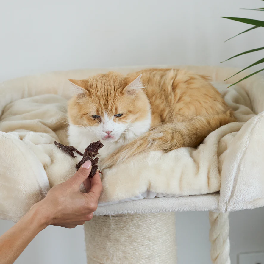 Aussie Kangaroo Steak Cat Treats - Image 6