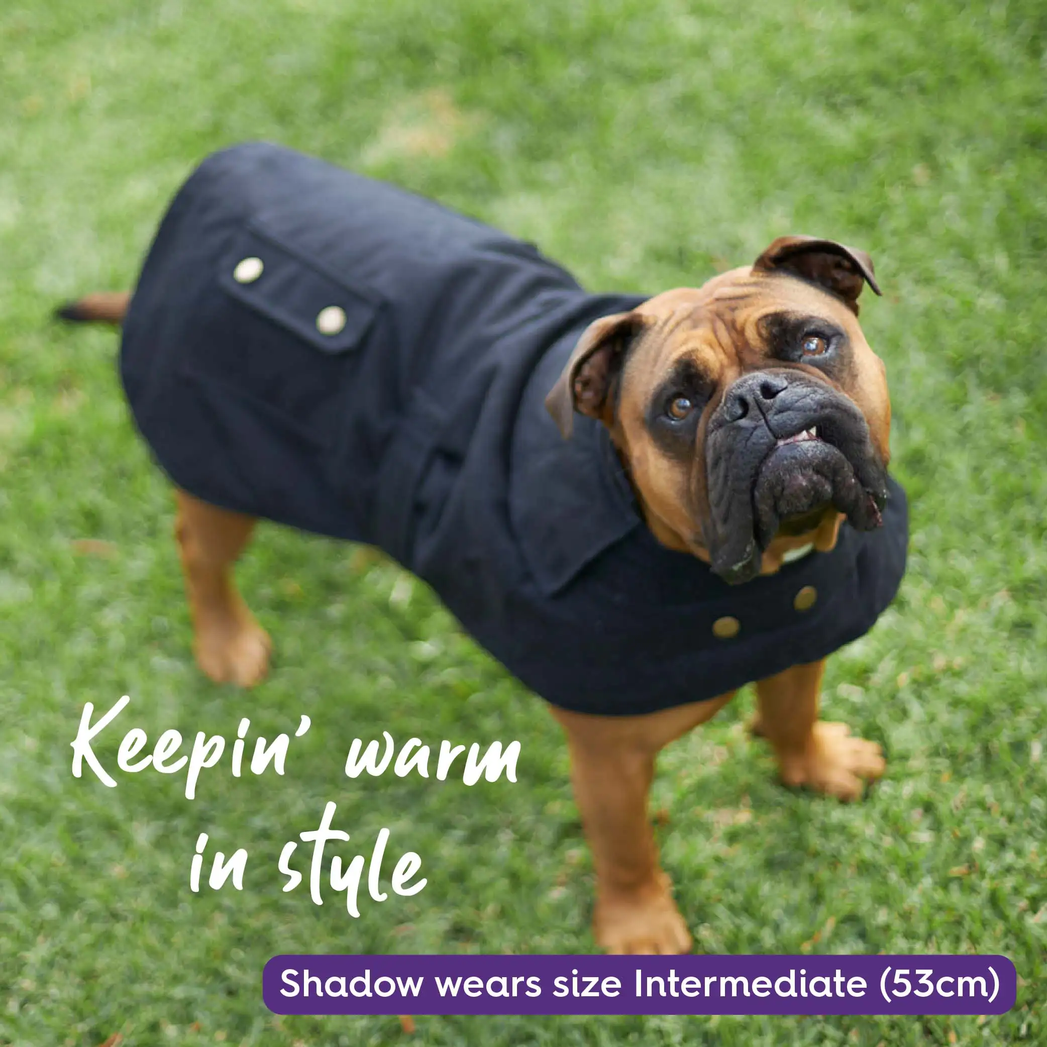 Aussie Oilskin Waterproof Dog Coat - Black - Image 8