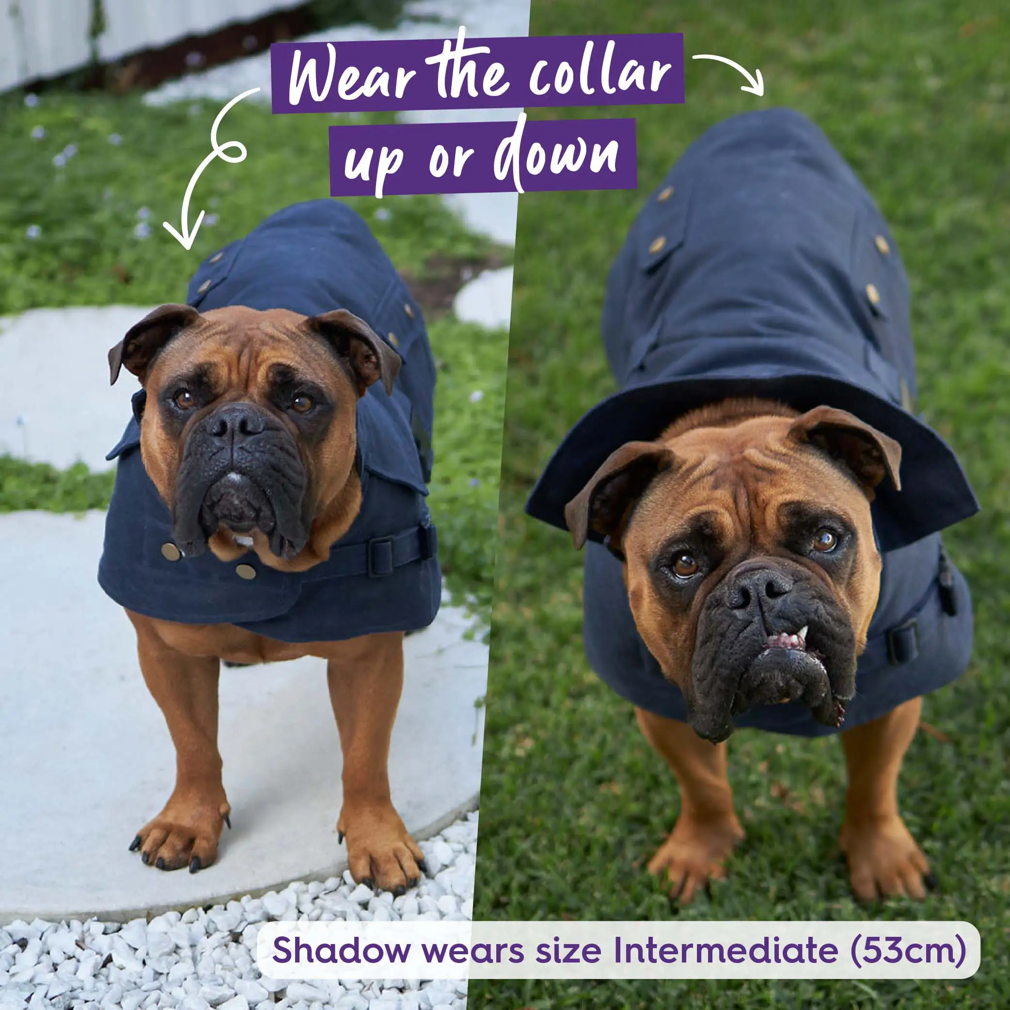 Aussie Oilskin Waterproof Dog Coat - Navy - Image 6