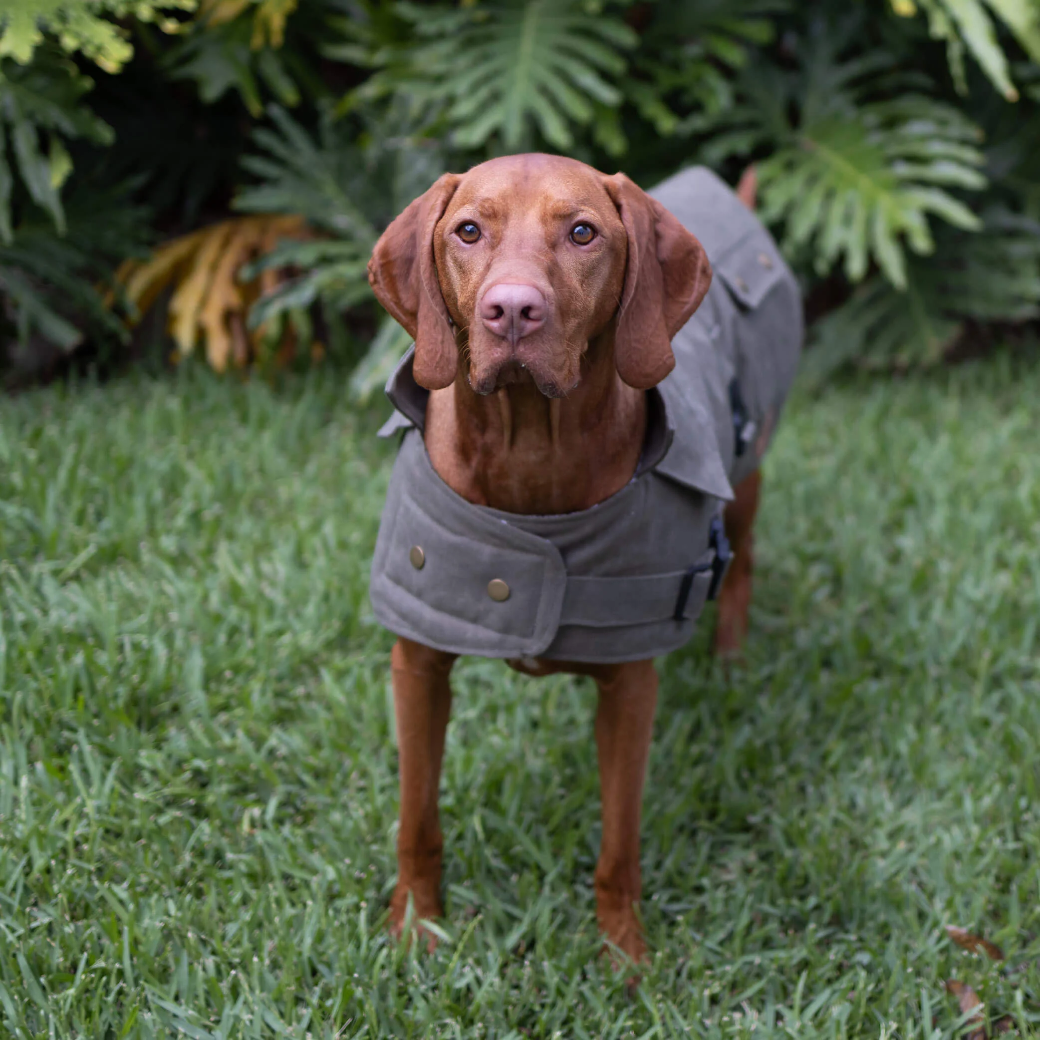 Aussie Oilskin Waterproof Dog Coat - Olive - Image 10