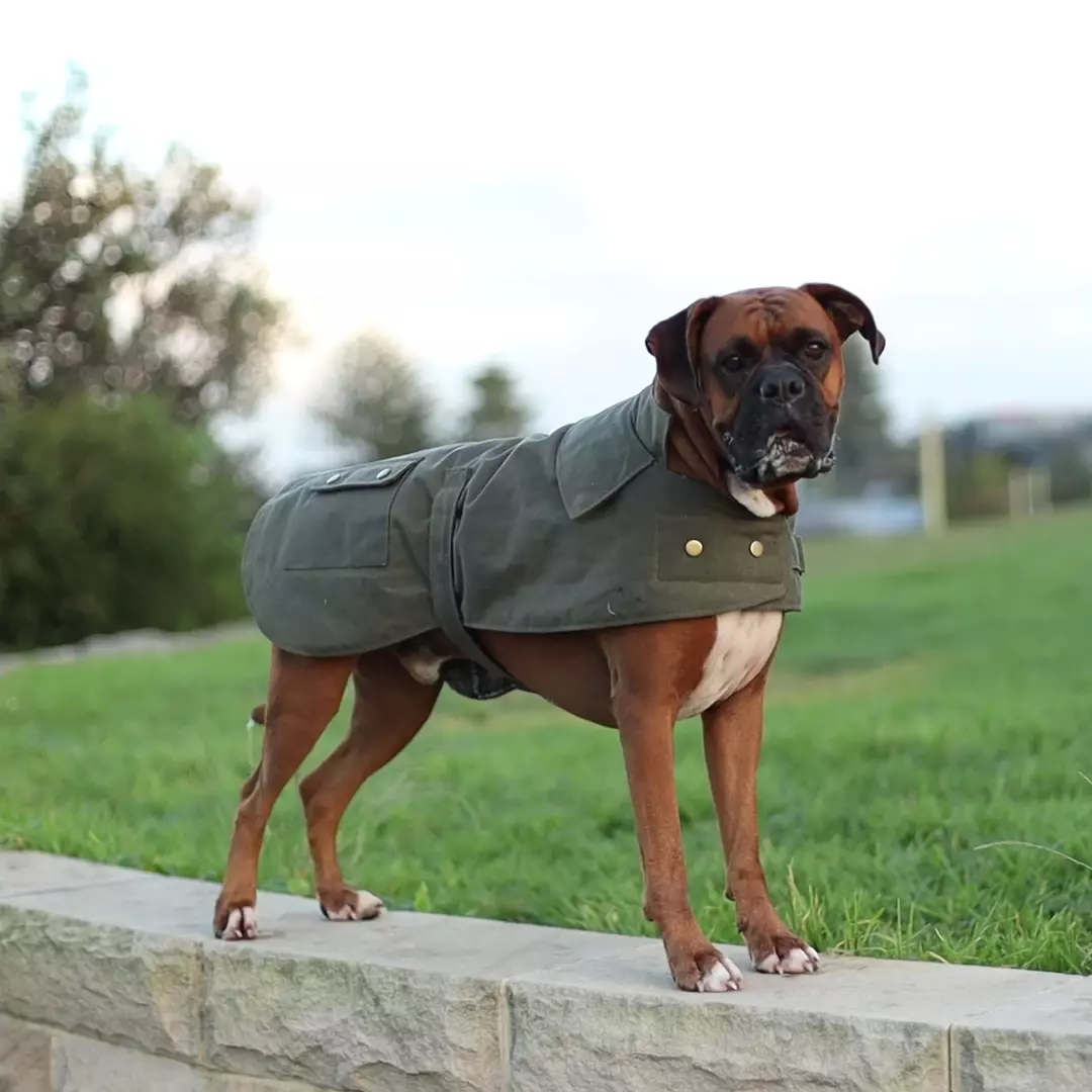 Aussie Oilskin Waterproof Dog Coat - Olive - Image 3