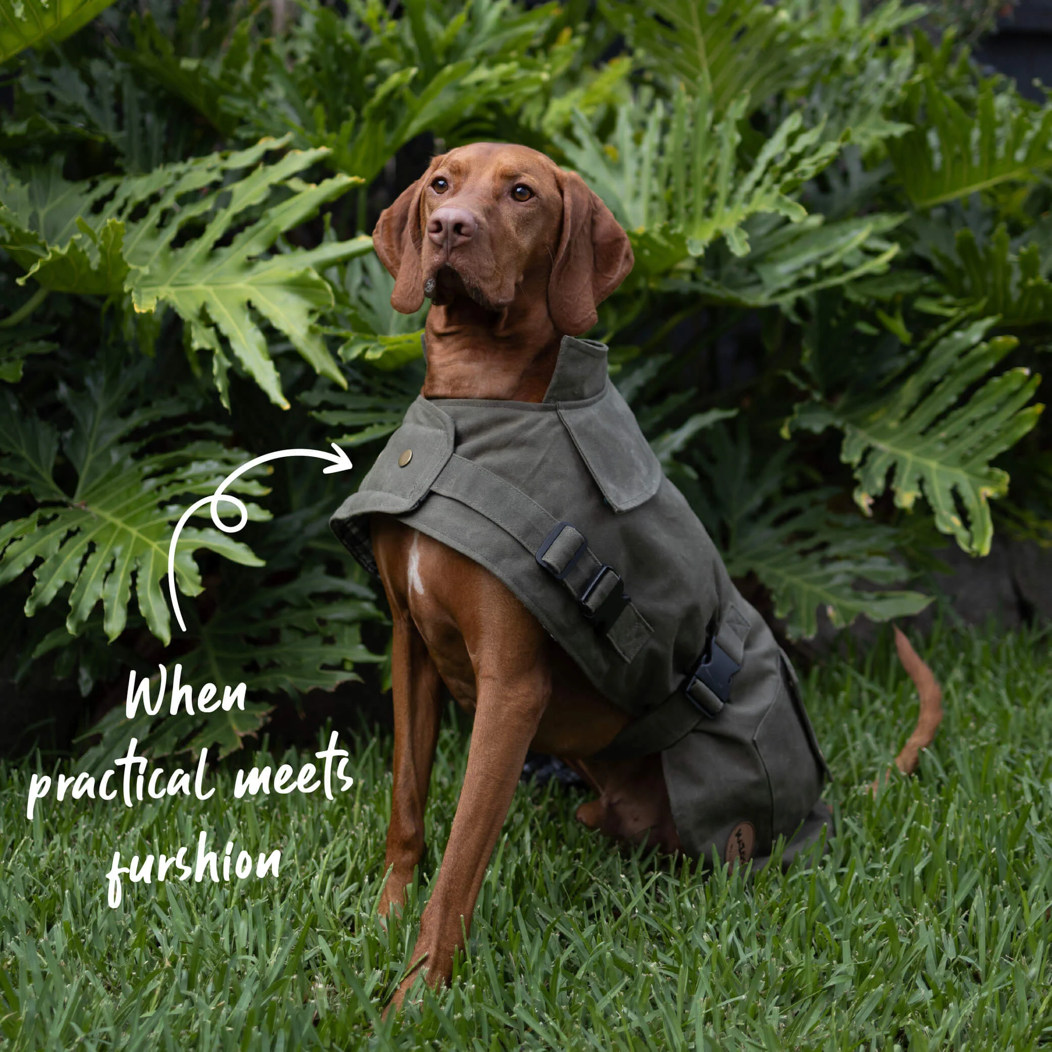 Aussie Oilskin Waterproof Dog Coat - Olive - Image 5