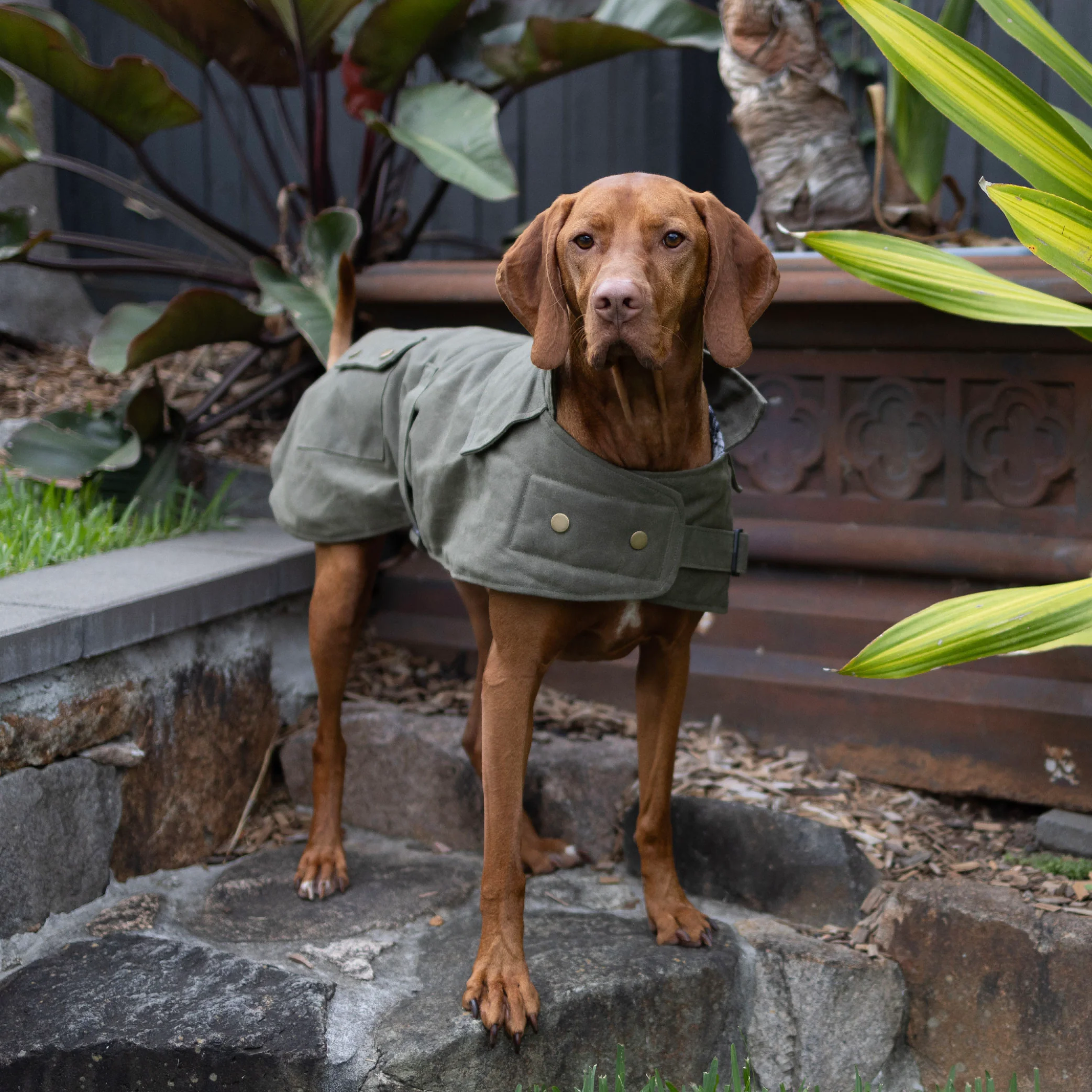 Aussie Oilskin Waterproof Dog Coat - Olive - Image 7