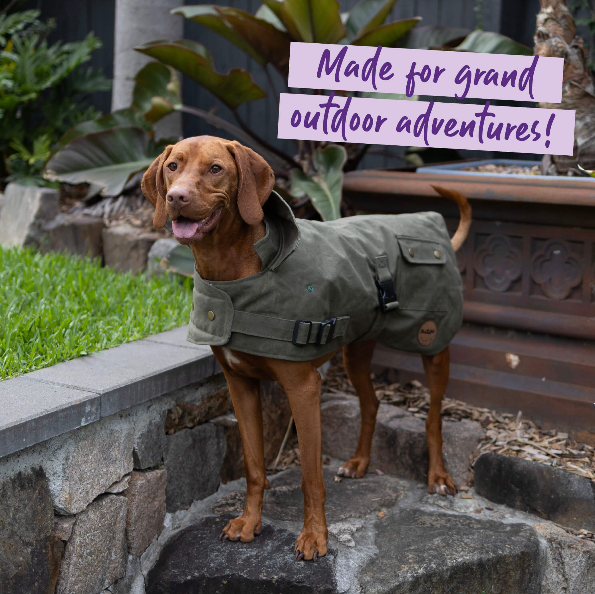 Aussie Oilskin Waterproof Dog Coat - Olive - Image 8