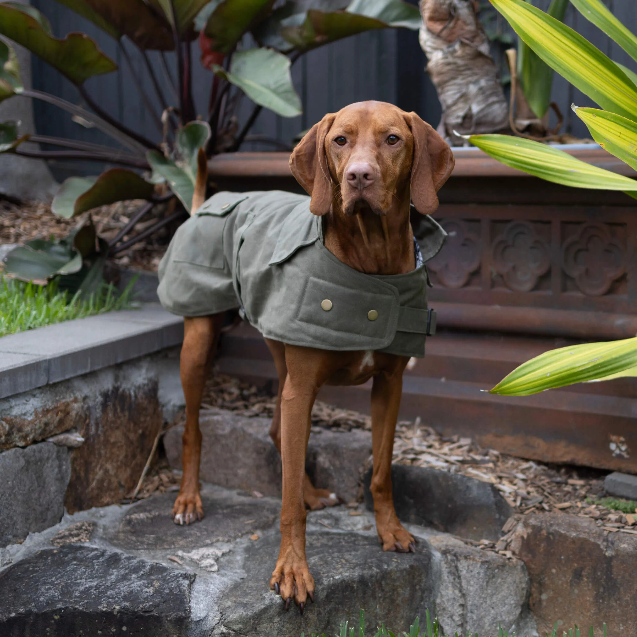 Aussie Oilskin Waterproof Dog Coat - Olive - Image 9