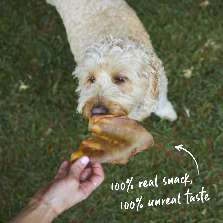 Aussie Pig Ears Dog Treats - Image 2