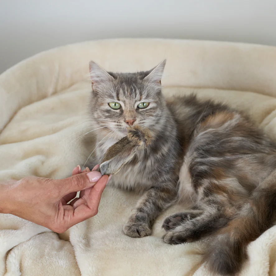 Aussie Rabbit Ears w/ Fur Cat Treats - Image 5