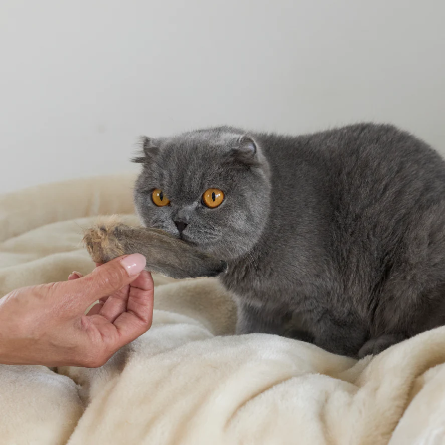 Aussie Rabbit Ears w/ Fur Cat Treats - Image 6