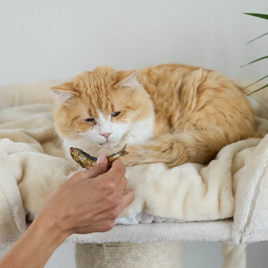 Aussie Sardines Cat Treats - Image 7