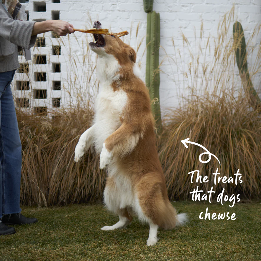 Aussie Beef Paddywack Dog Treat - Image 5