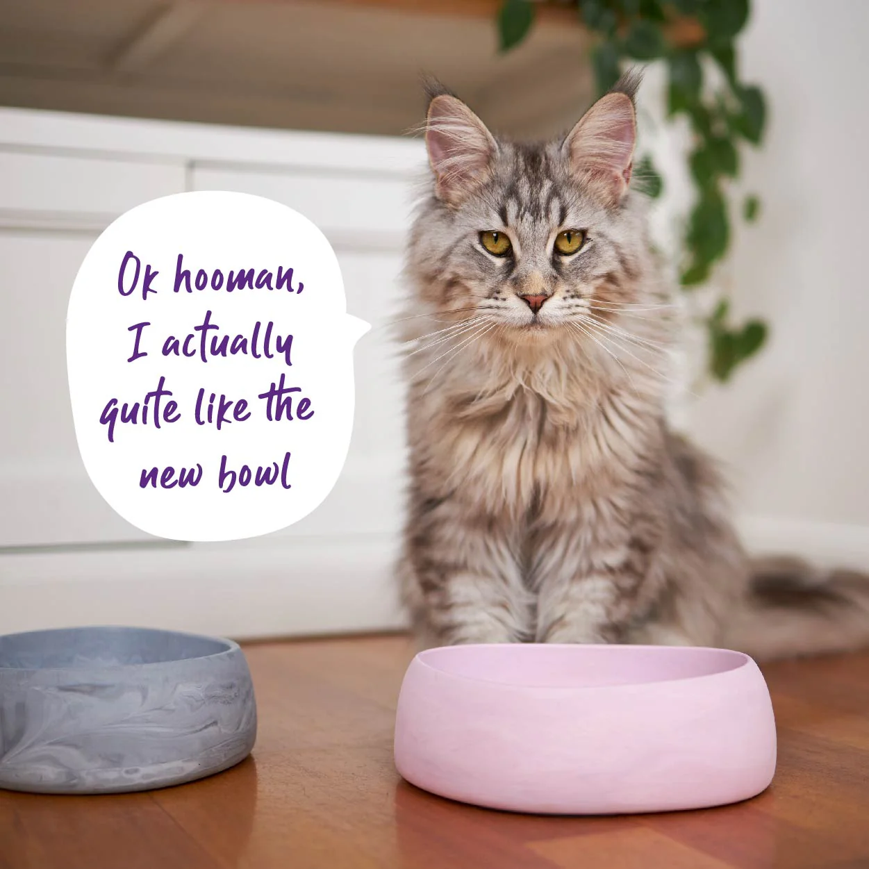 Better Bowl For Cats - Musk Pink - Image 5