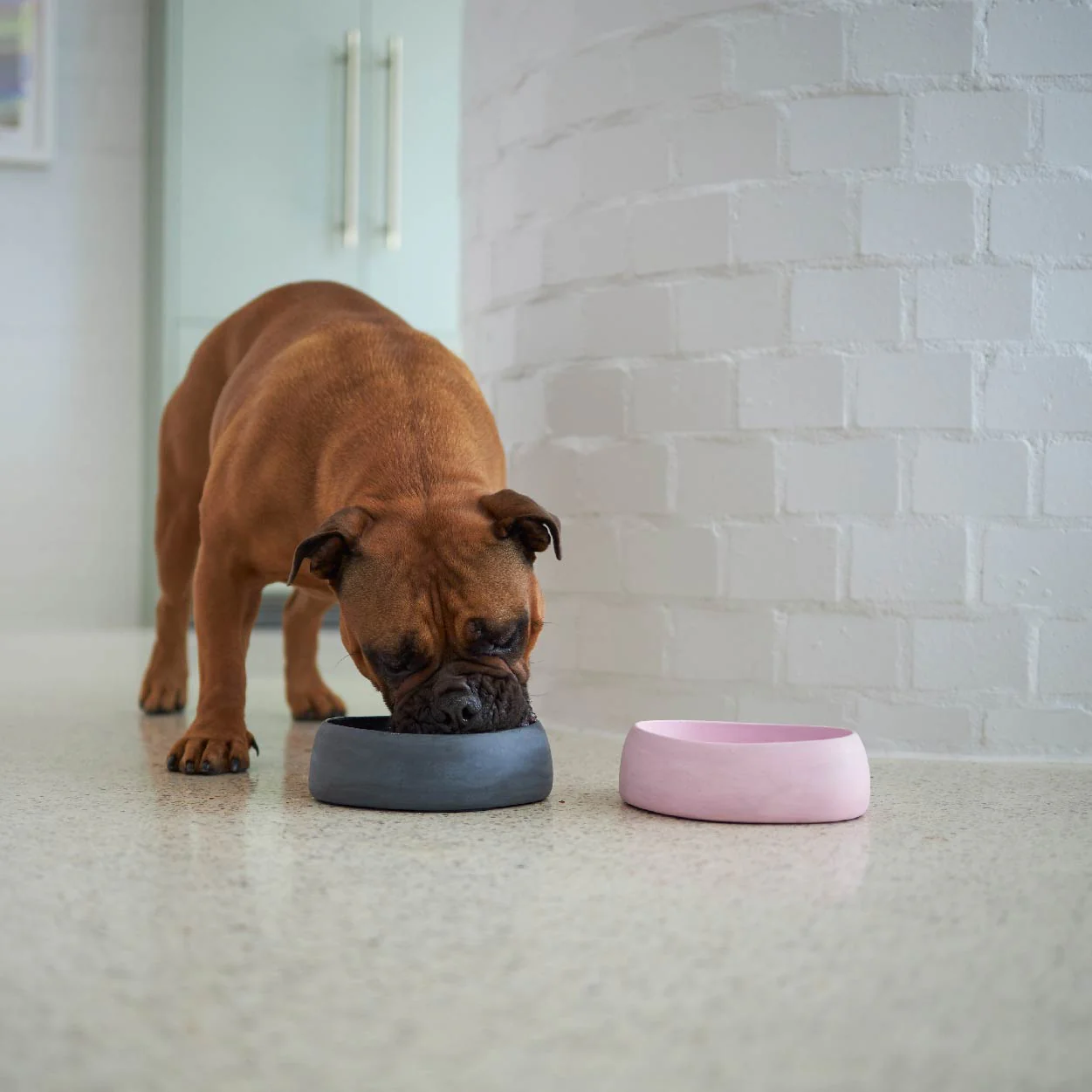 Better Bowl For Dogs - Musk Pink - Image 14