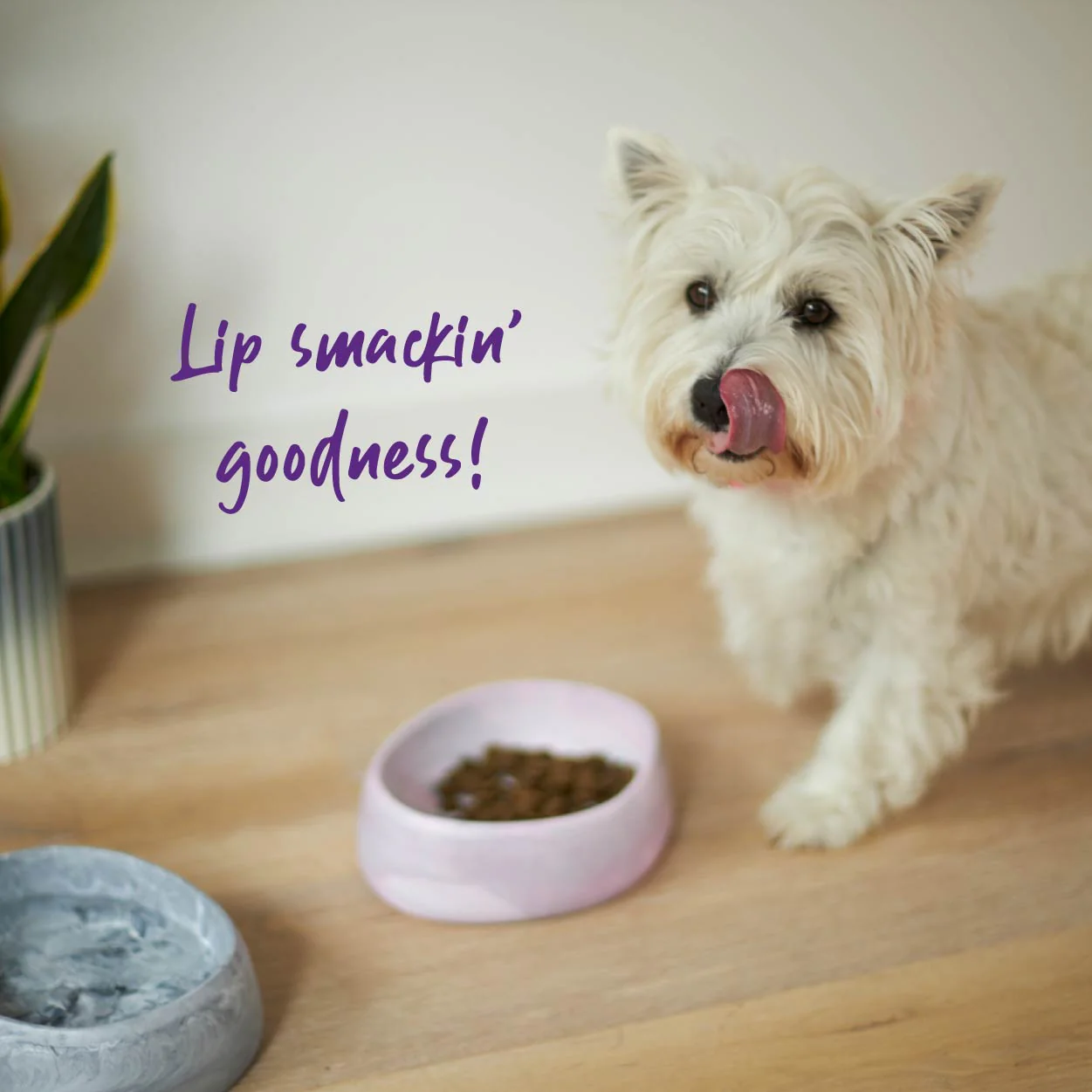 Better Bowl For Dogs - Musk Pink - Image 15