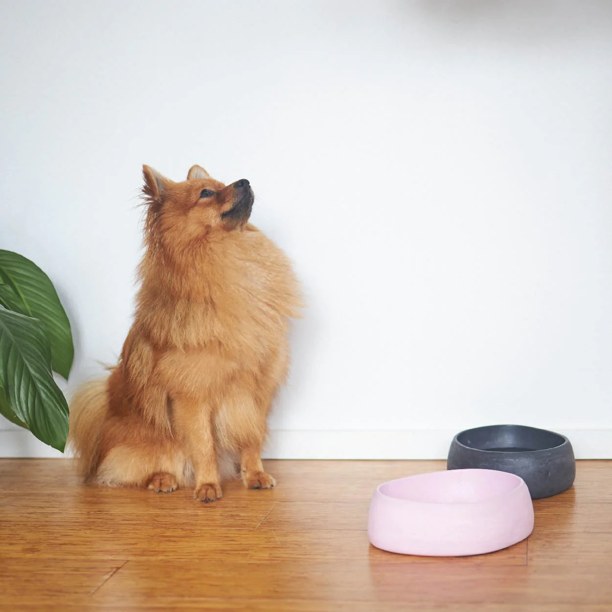 Better Bowl For Dogs - Musk Pink - Image 17