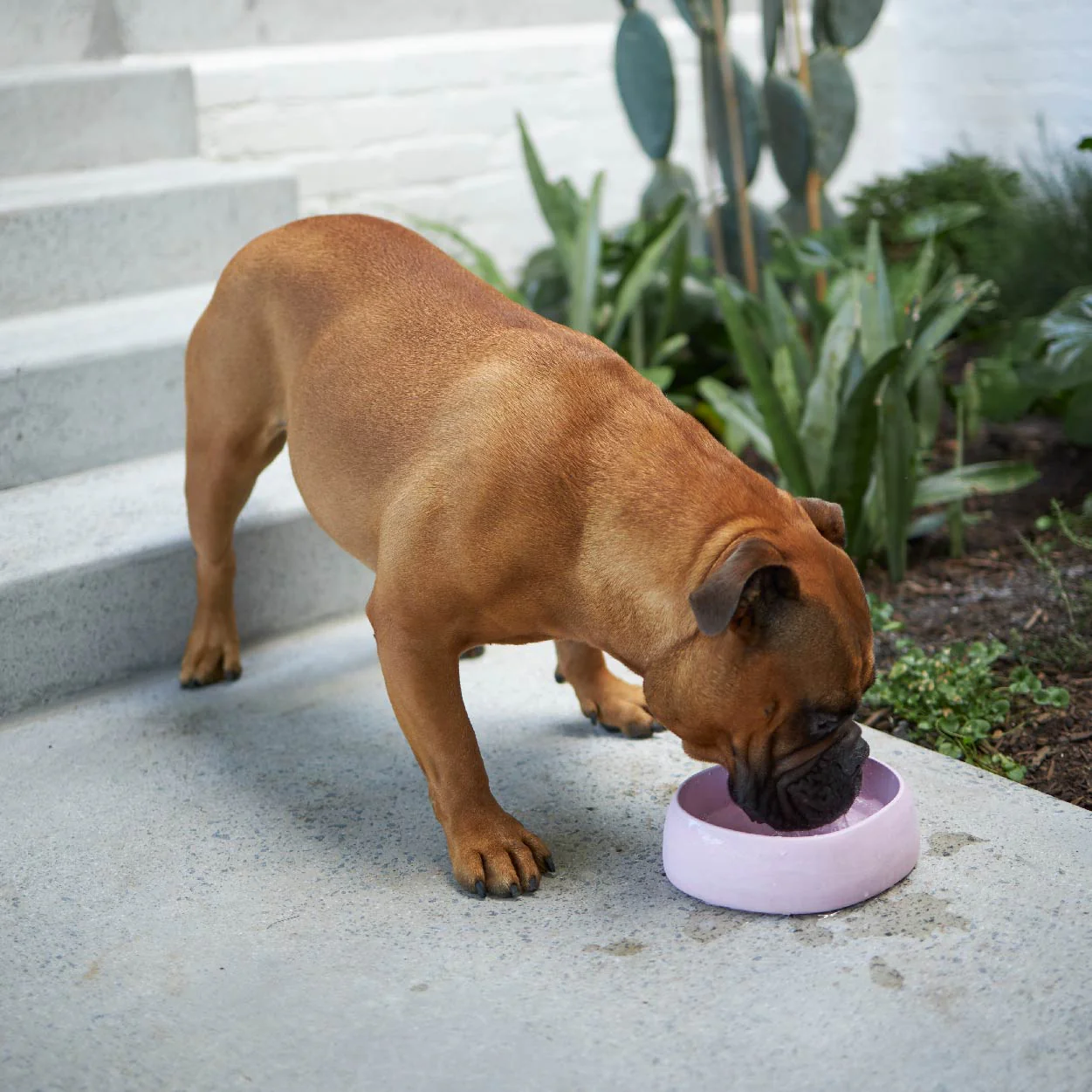 Better Bowl For Dogs - Musk Pink - Image 3