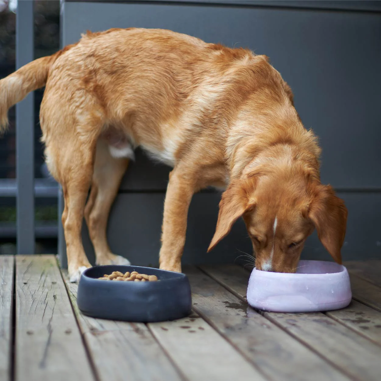 Better Bowl For Dogs - Musk Pink - Image 4