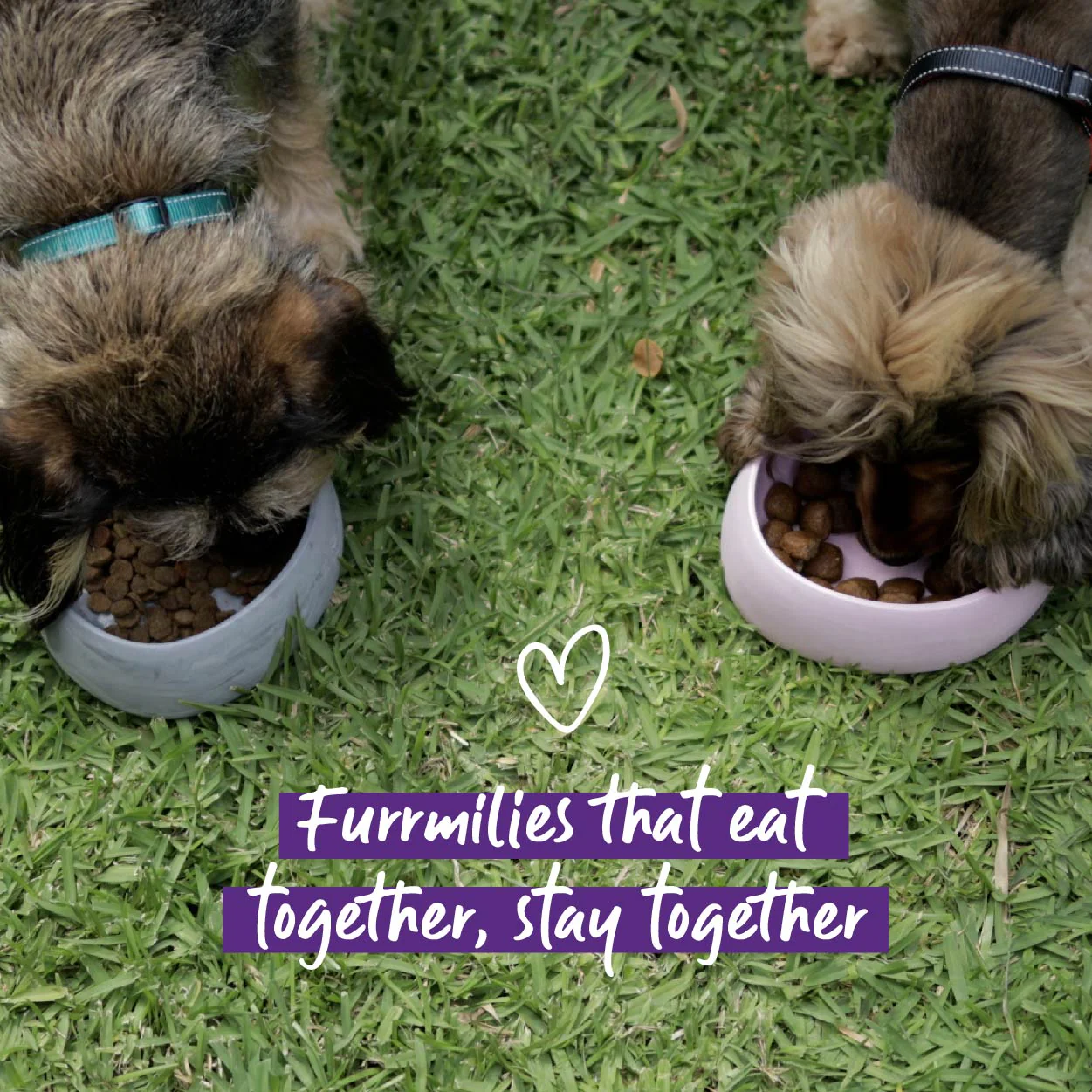Better Bowl For Dogs - Musk Pink - Image 7