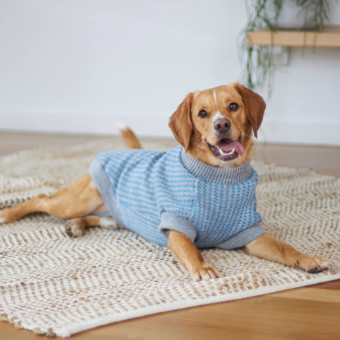 Blue Button Up Knit Dog Jumper - Image 3