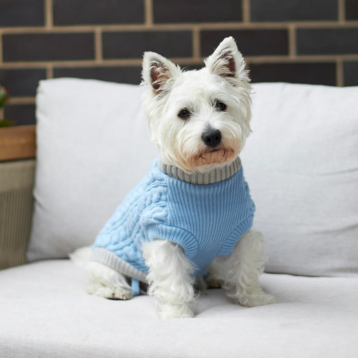 Blue Cloud Cable Knit Dog Jumper - Image 5