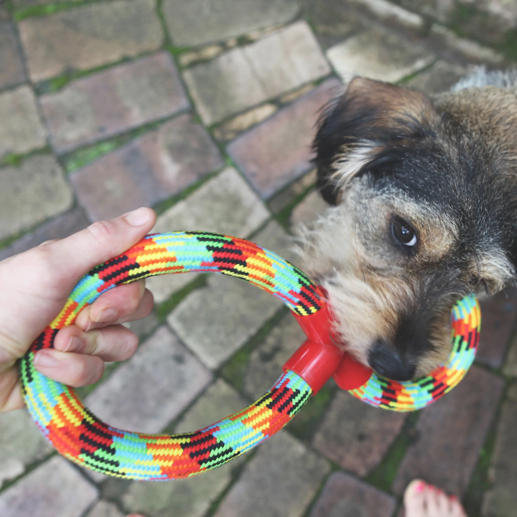 Braided Rope Figure 8 Tug Dog Toy - Image 6