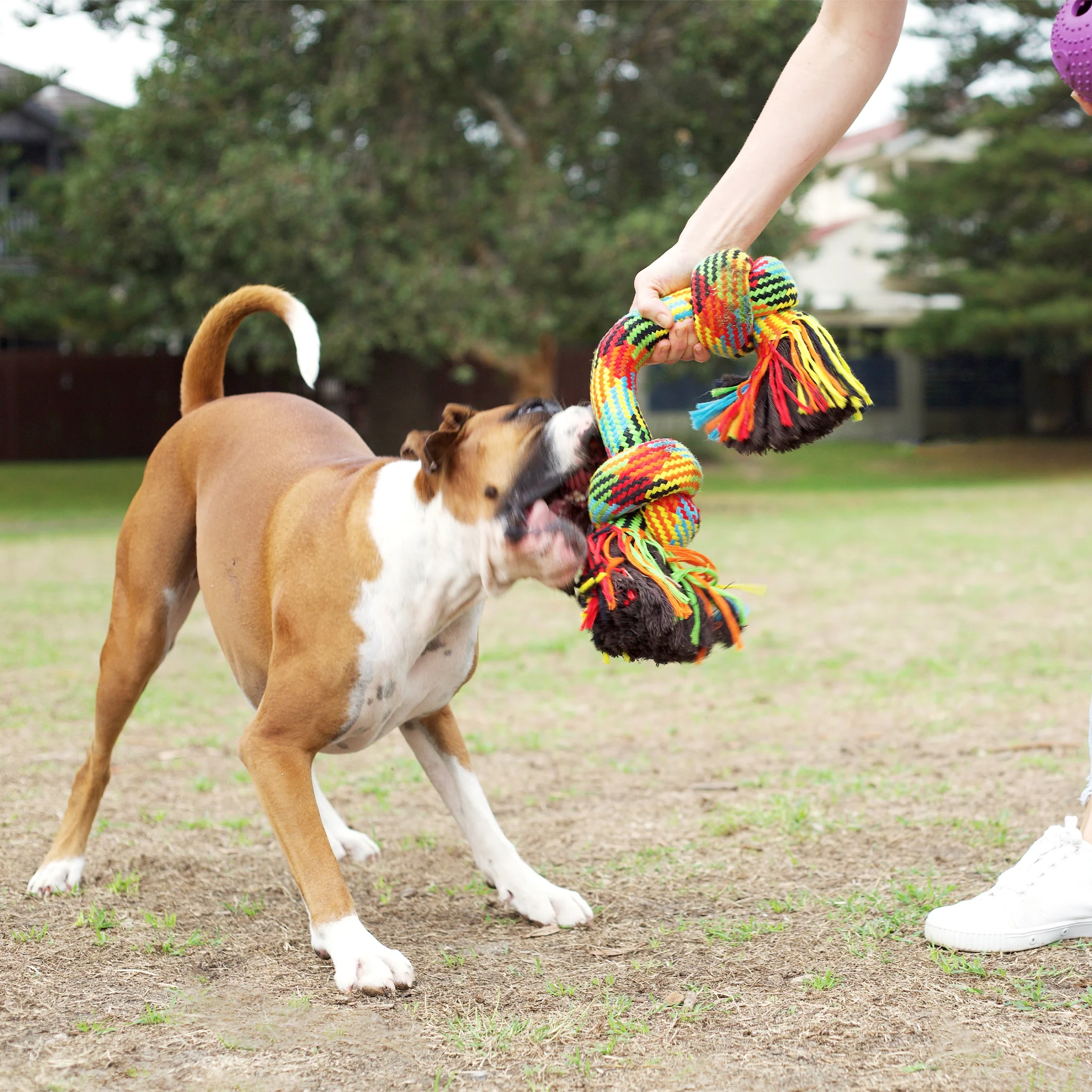 Braided Rope Knot Bone Dog Toy - Image 4