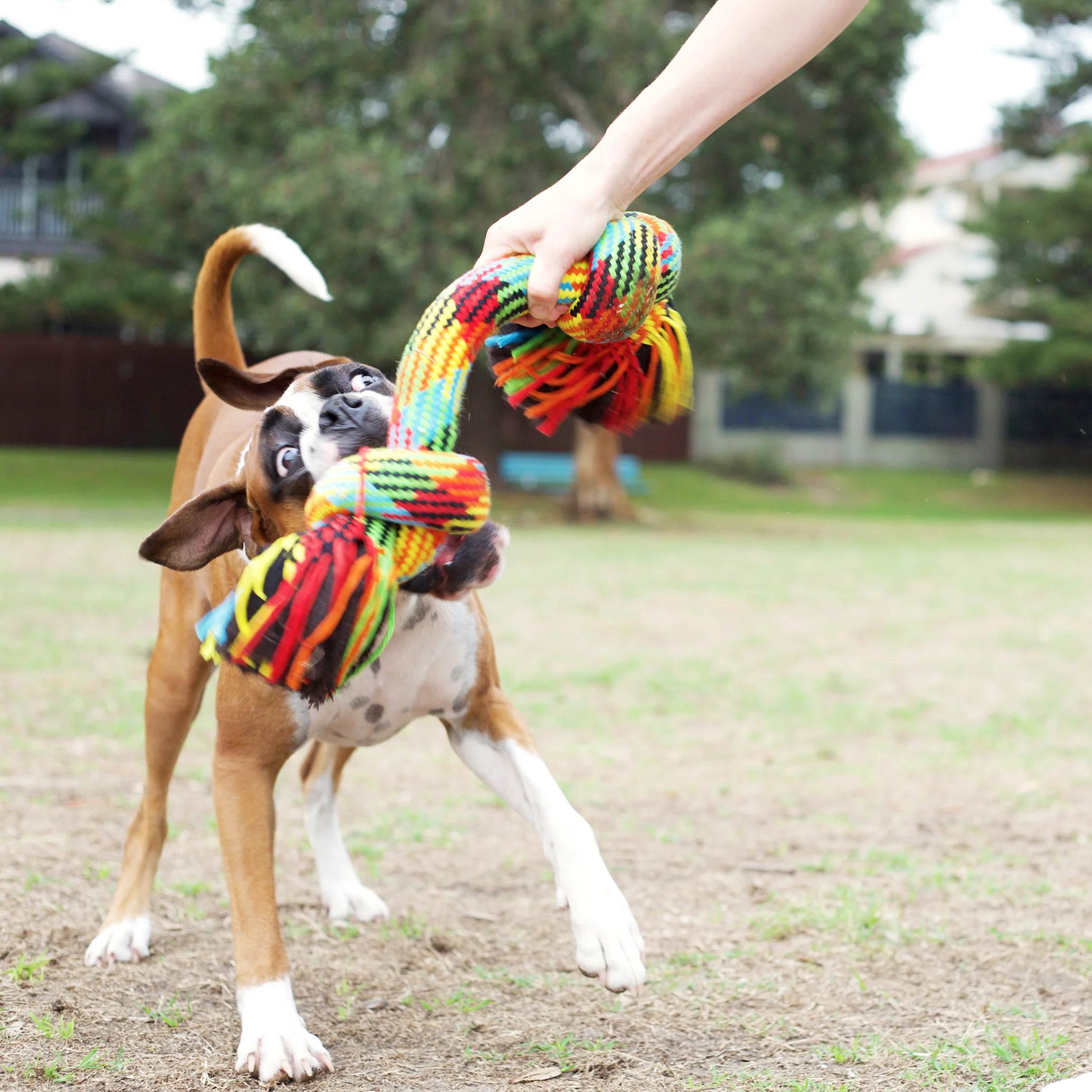Braided Rope Knot Bone Dog Toy - Image 5