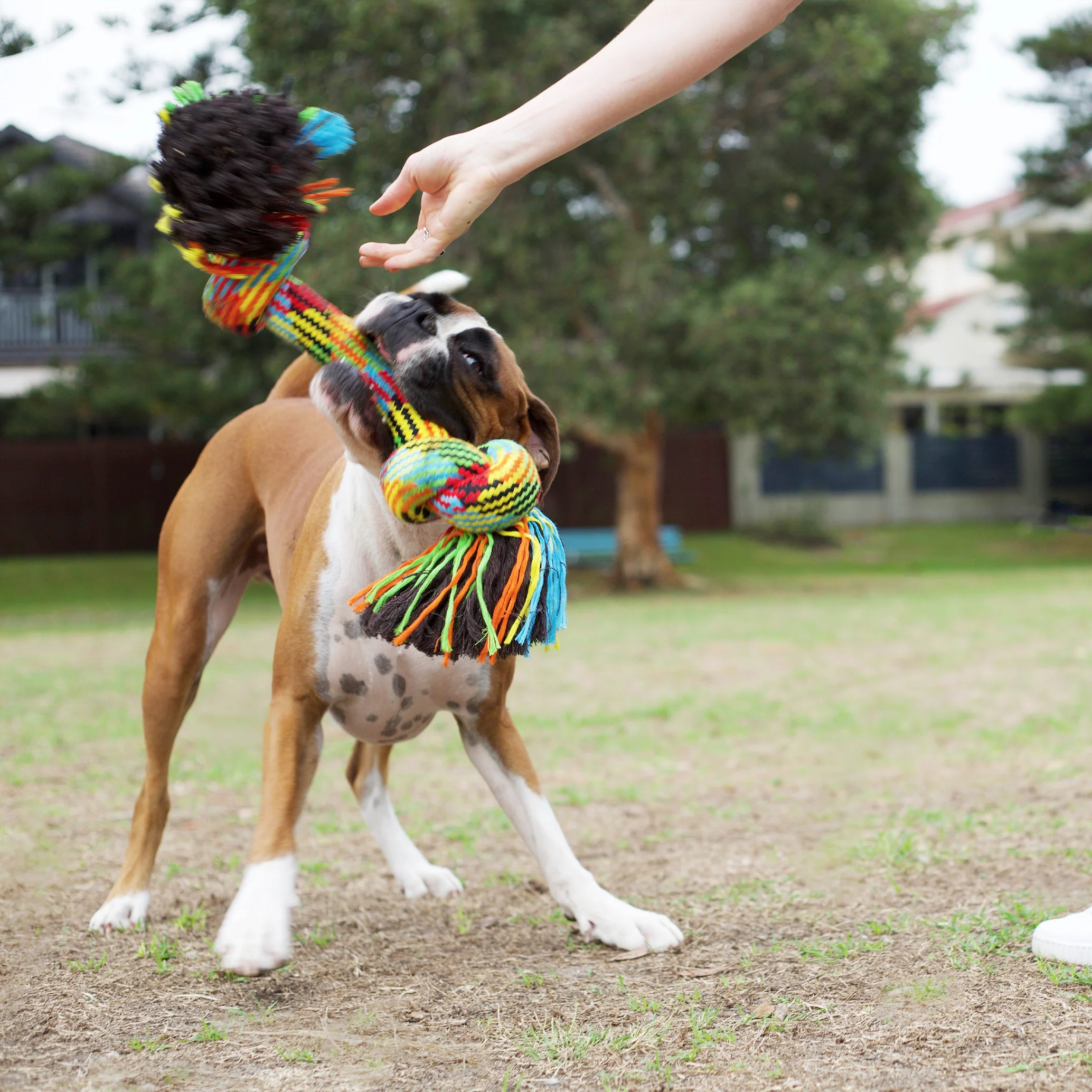 Braided Rope Knot Bone Dog Toy - Image 6