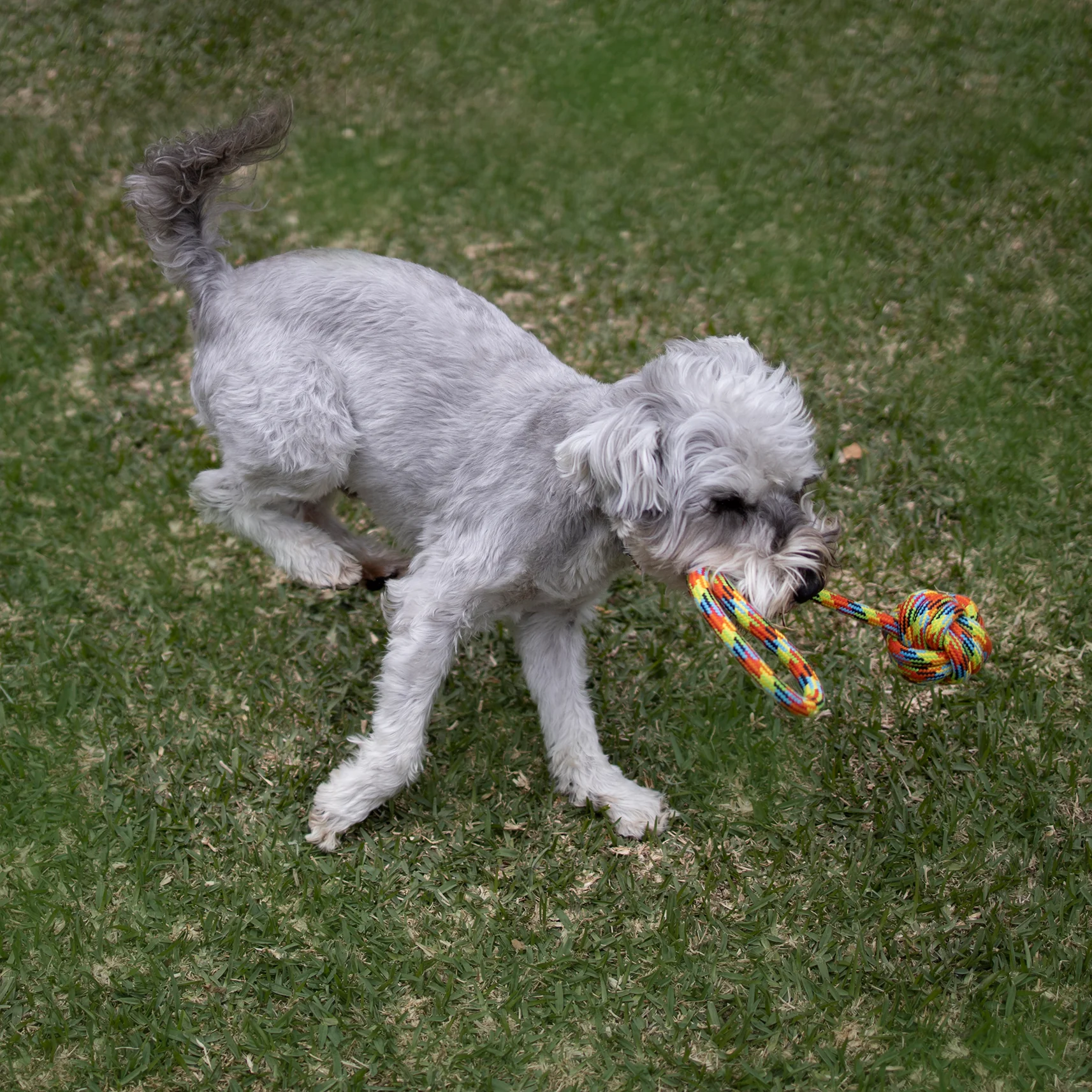 Braided Rope With Sling & Knot Ball DogToy - Image 4