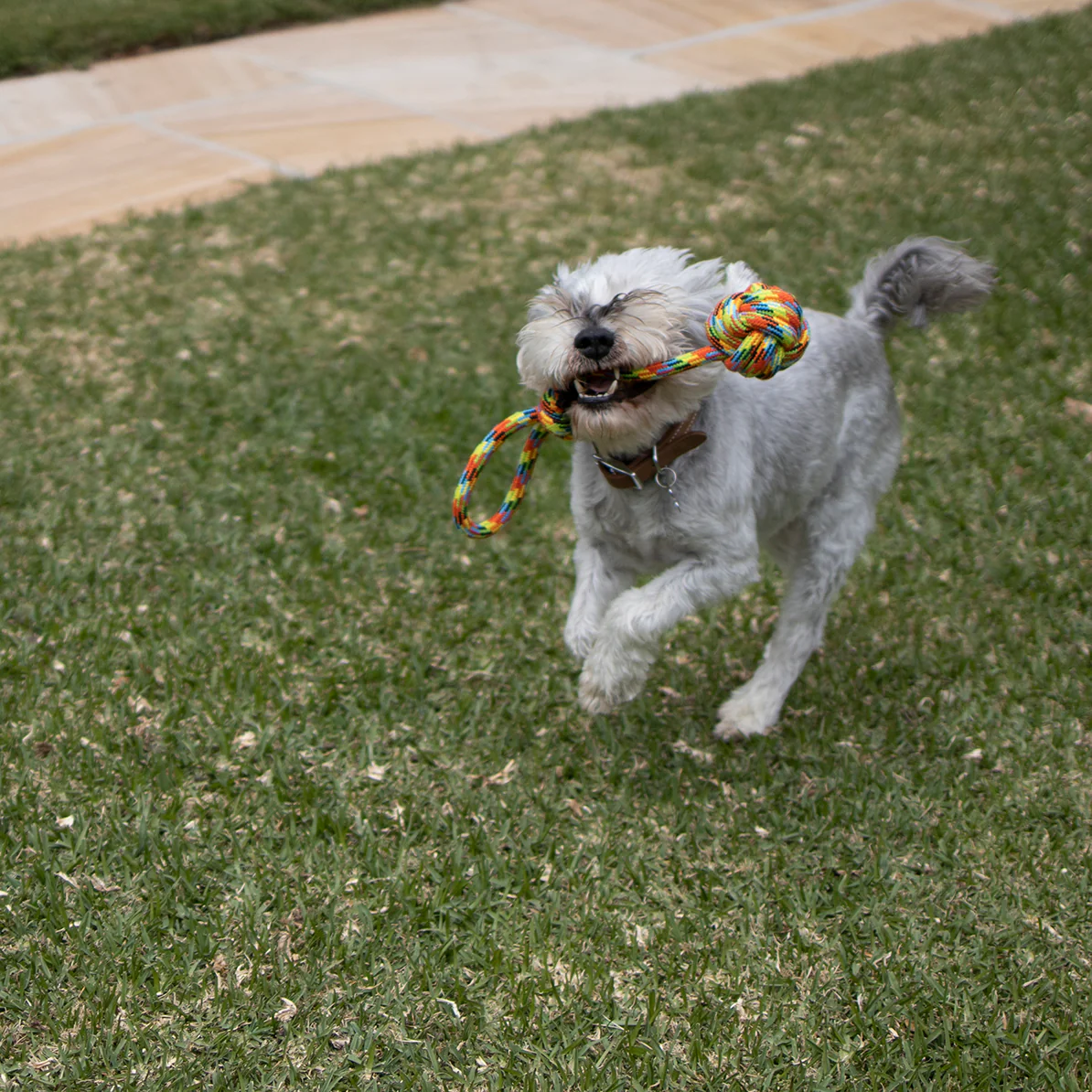 Braided Rope With Sling & Knot Ball DogToy - Image 6