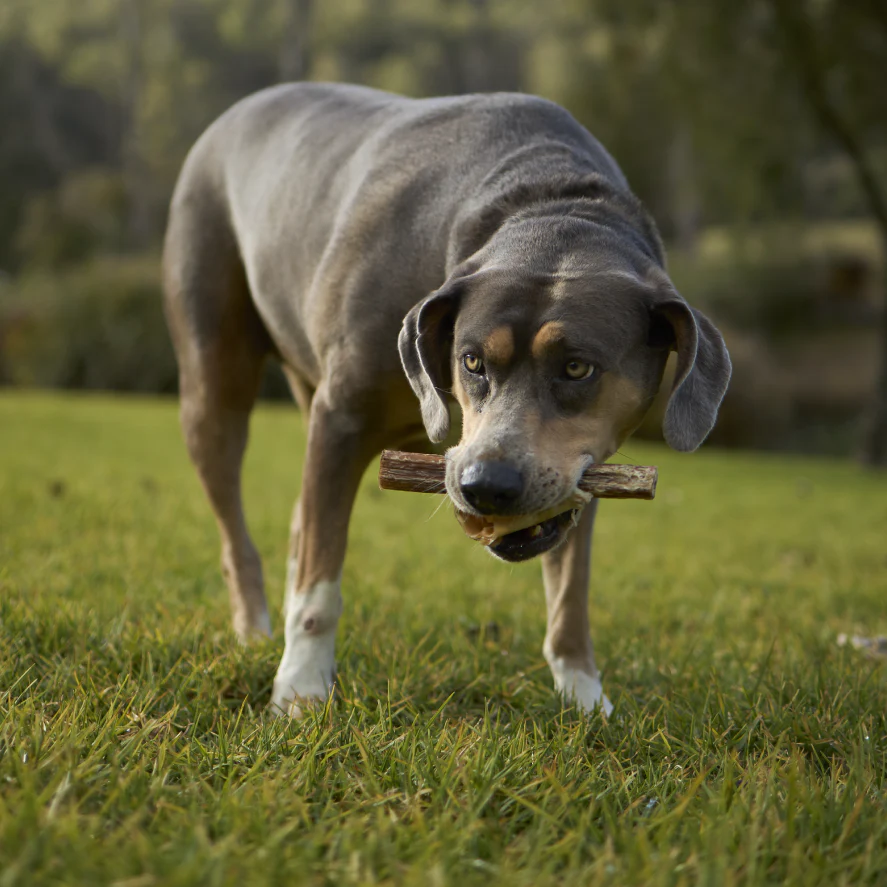Aussie Bull Chew Dog Treats - Image 6