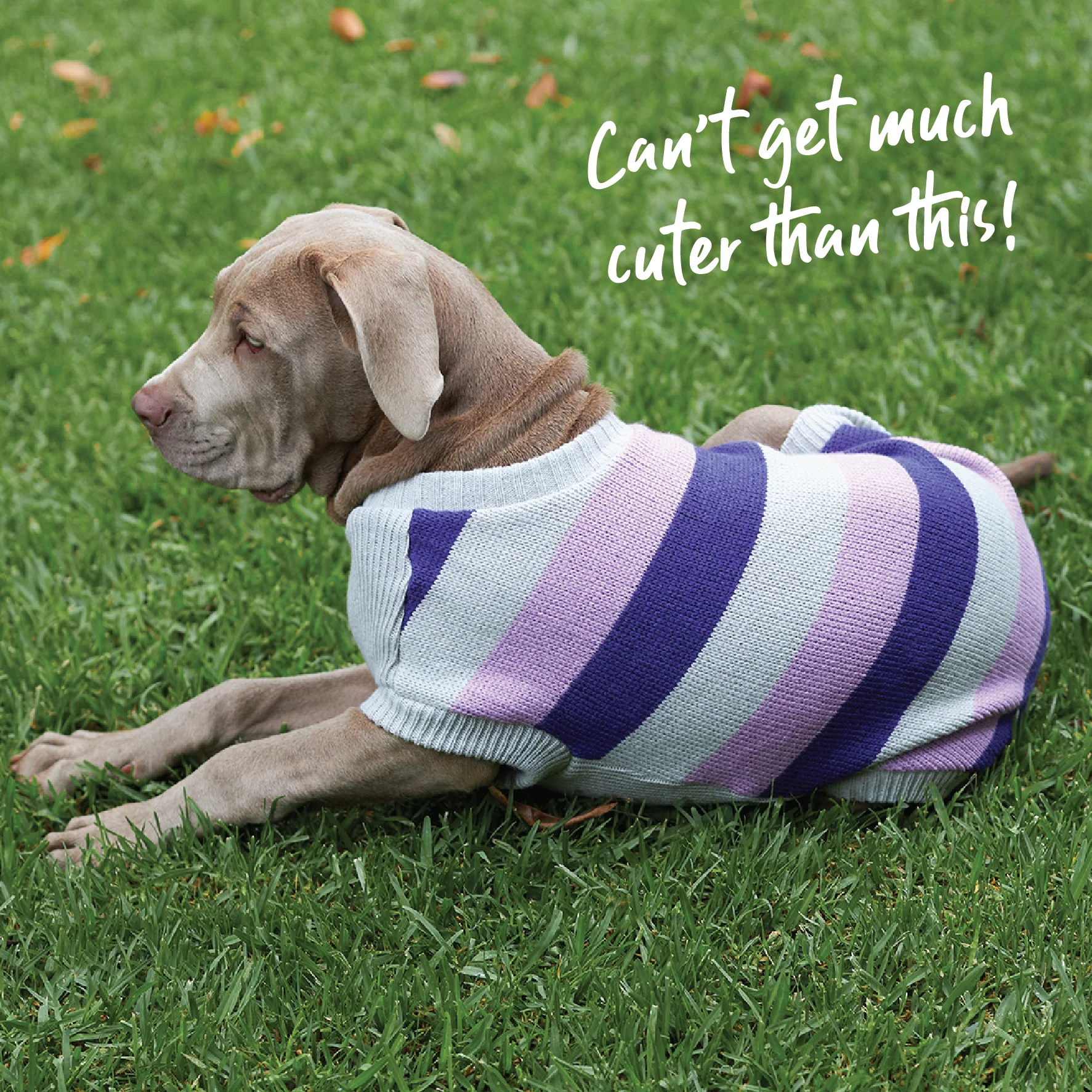 Bumble Dog Jumper - Lavender - Image 2