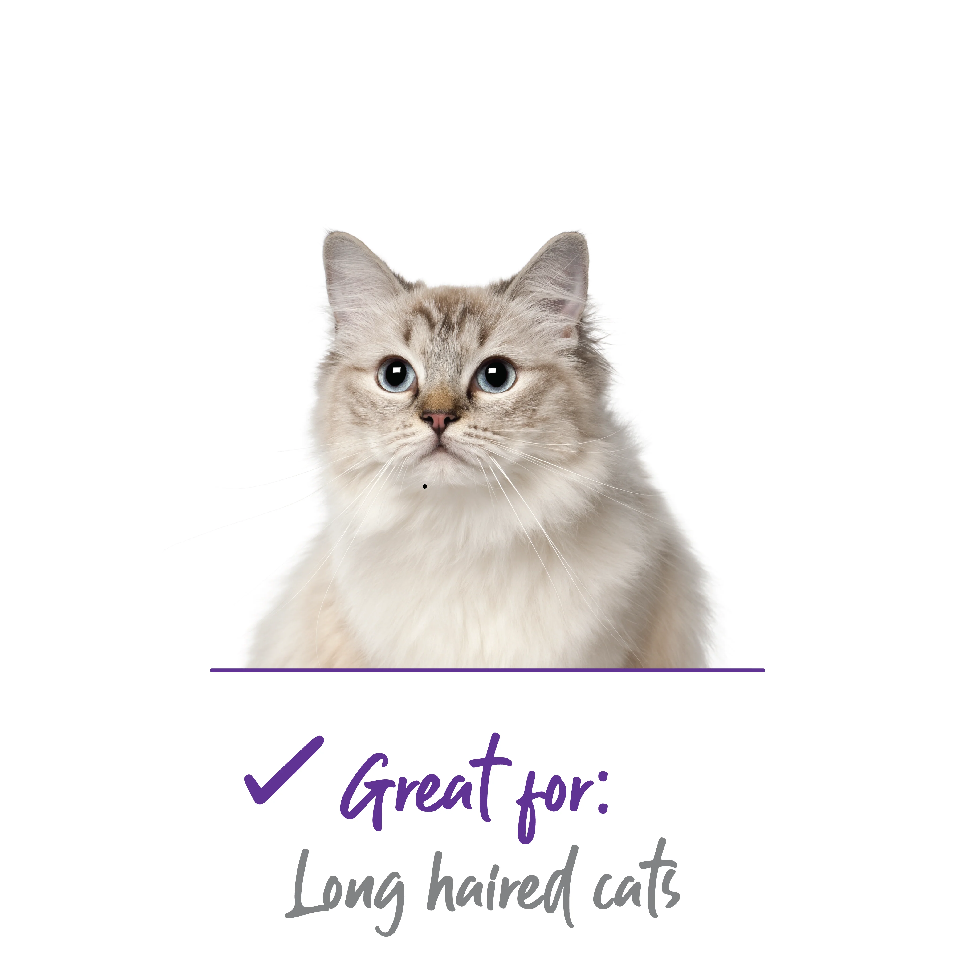 Cat Comb - Image 17