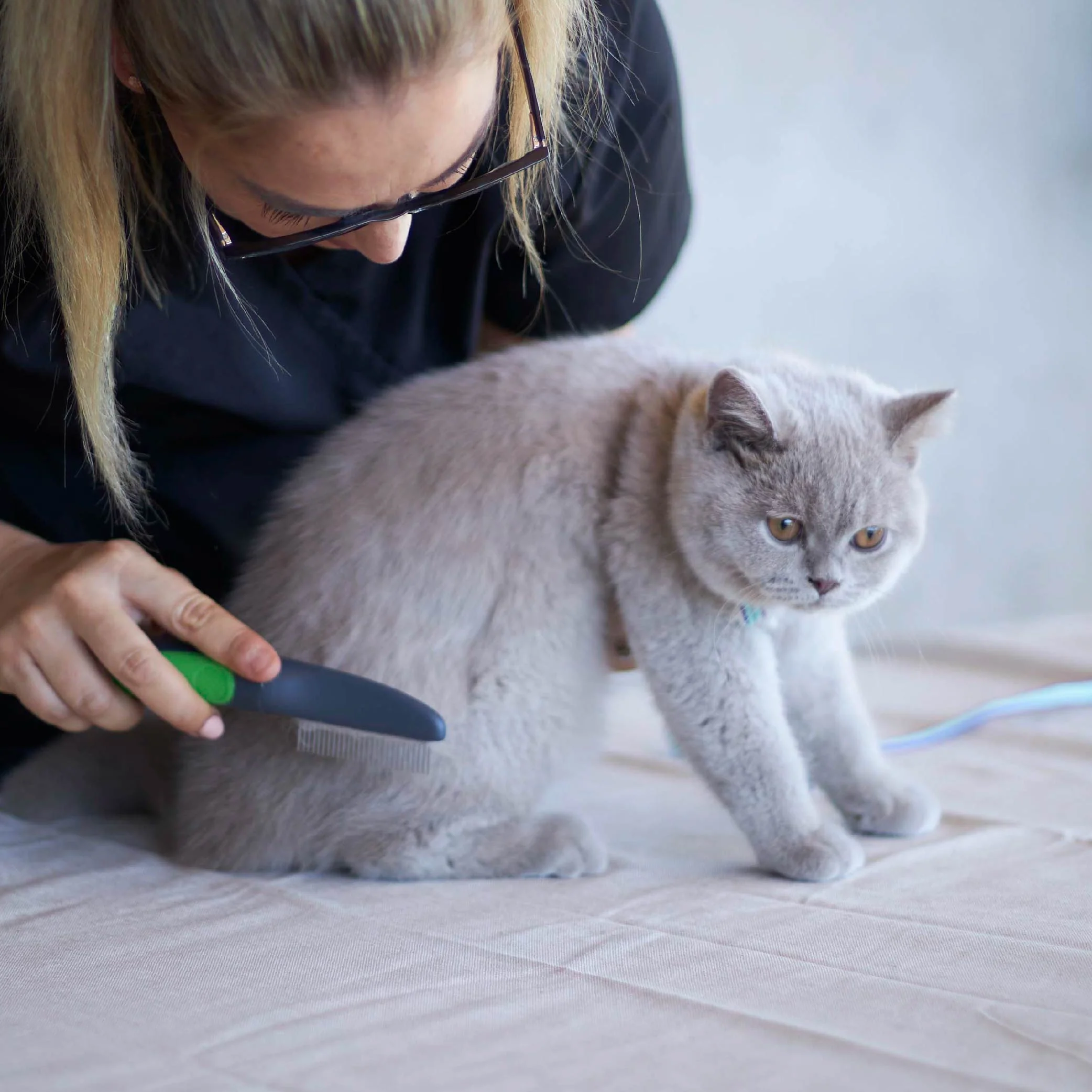Cat Comb - Image 3