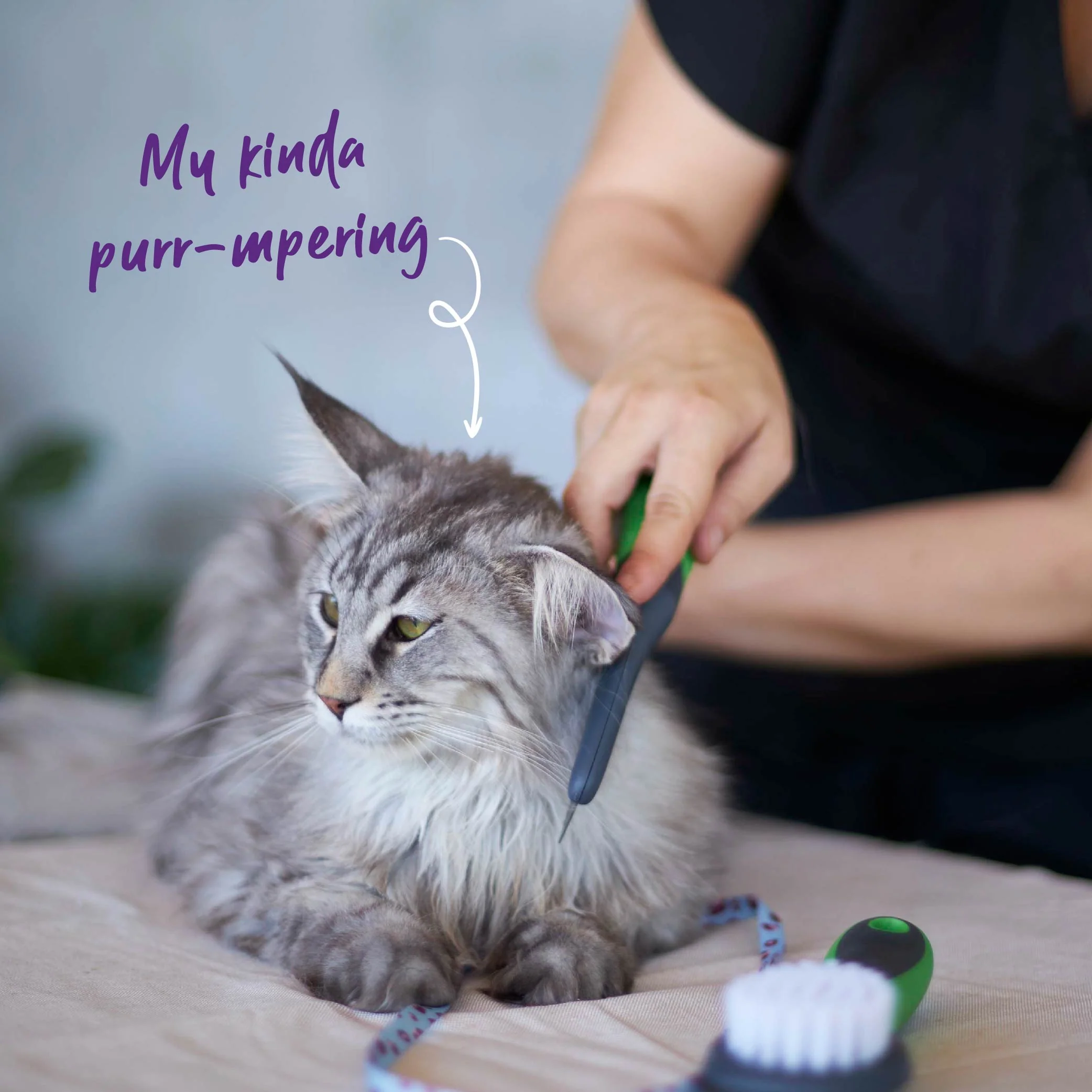Cat Comb - Image 4