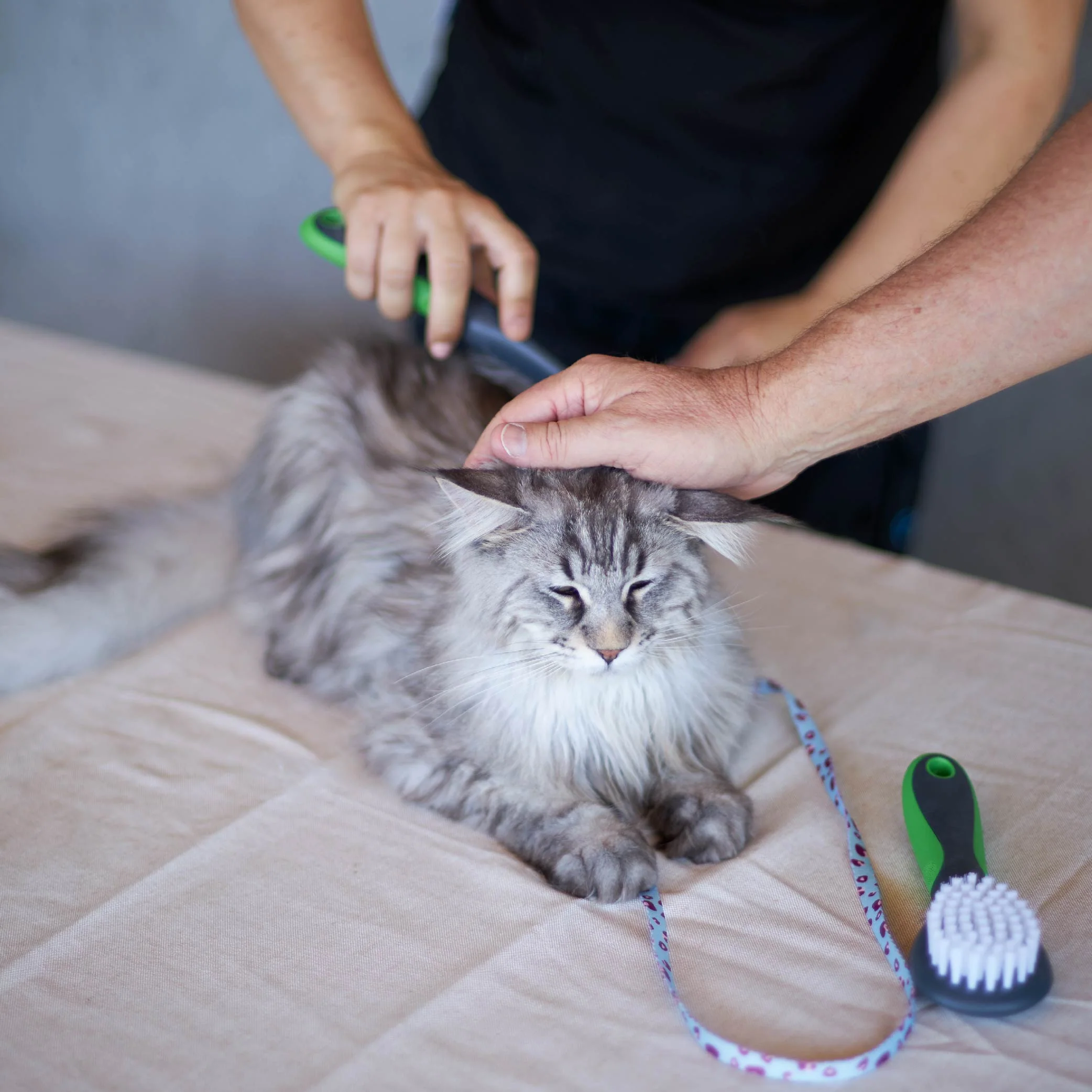 Cat Comb - Image 7
