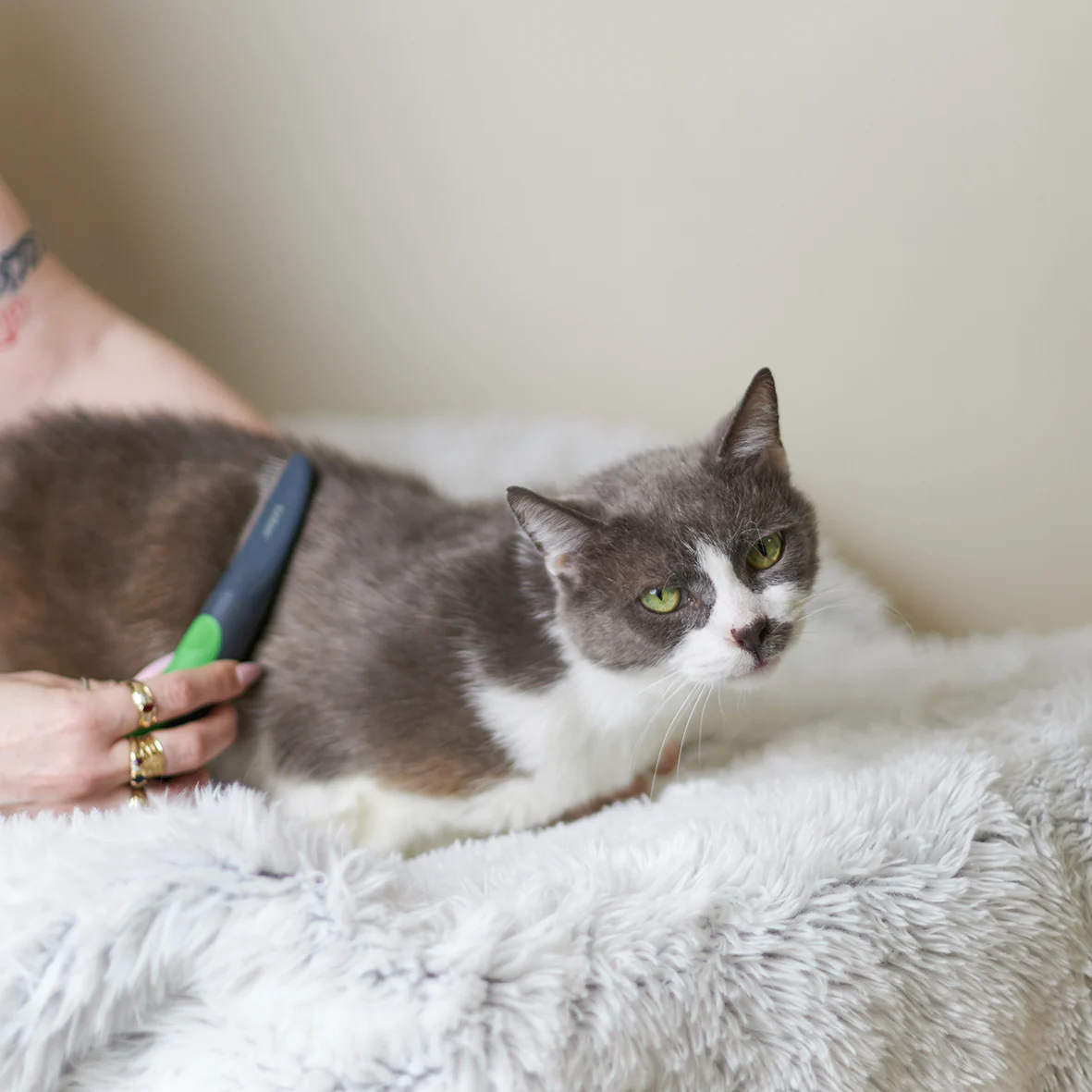 Cat Comb - Image 9