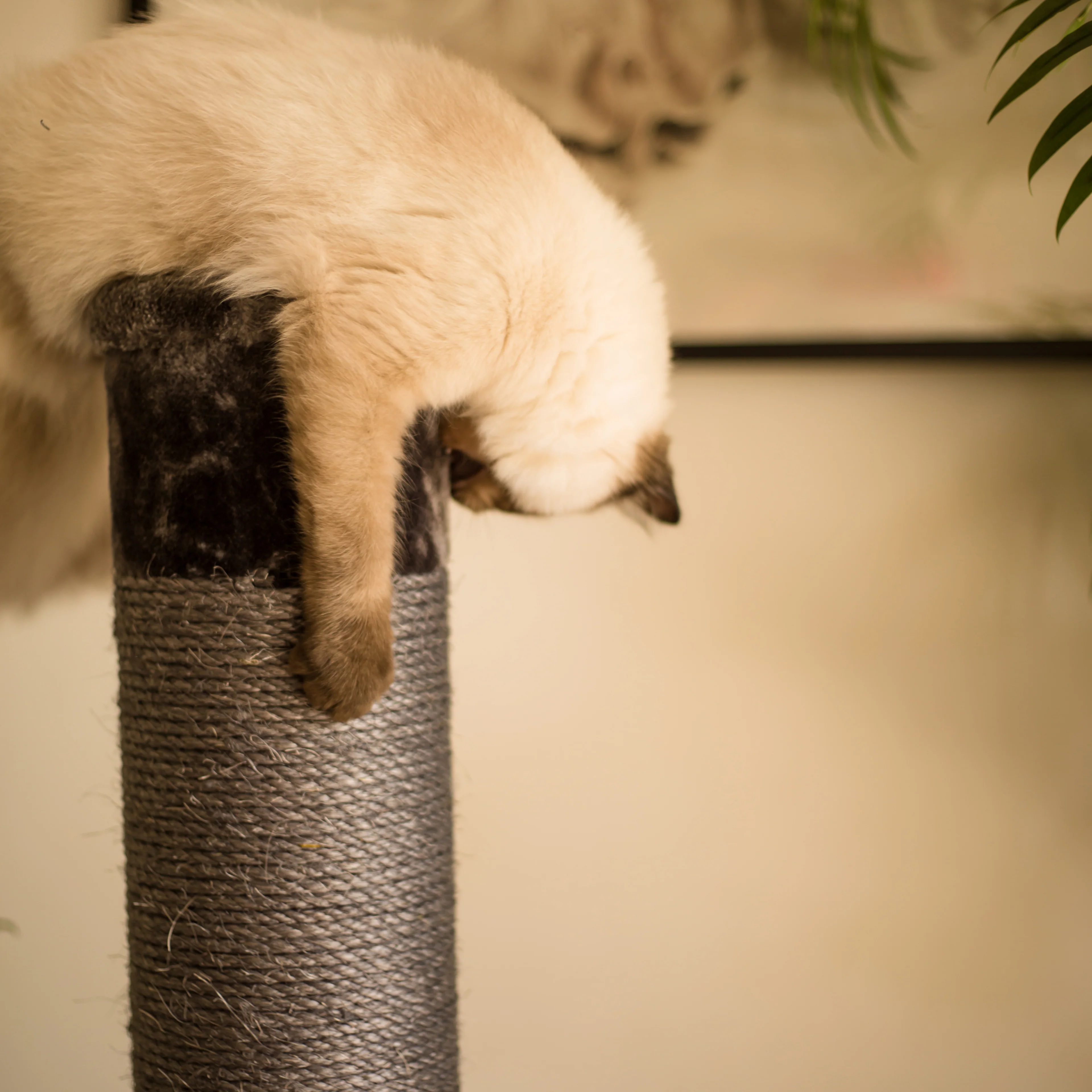 Cat Scratch Post - Grey - Large - Image 10