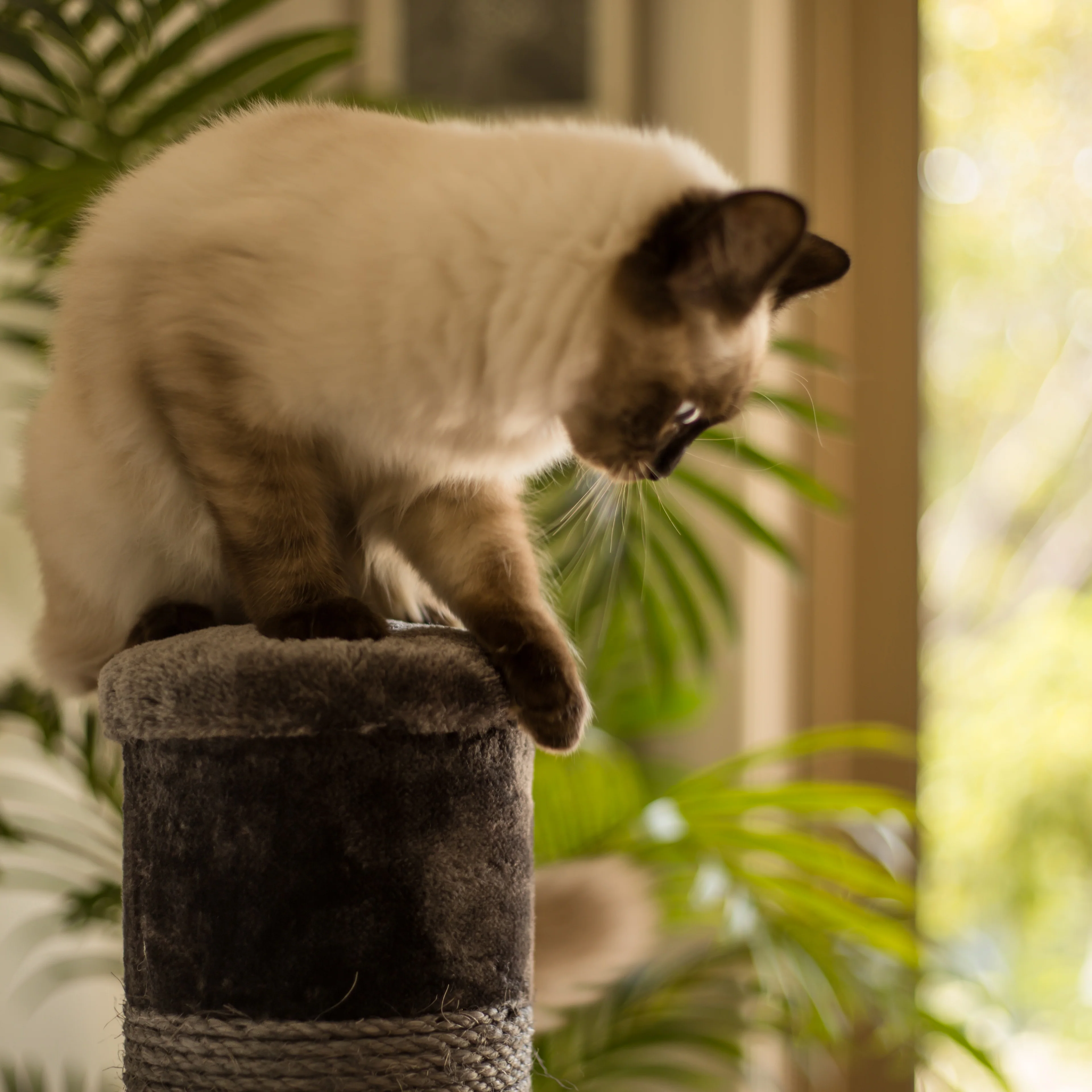 Cat Scratch Post - Grey - Large - Image 7