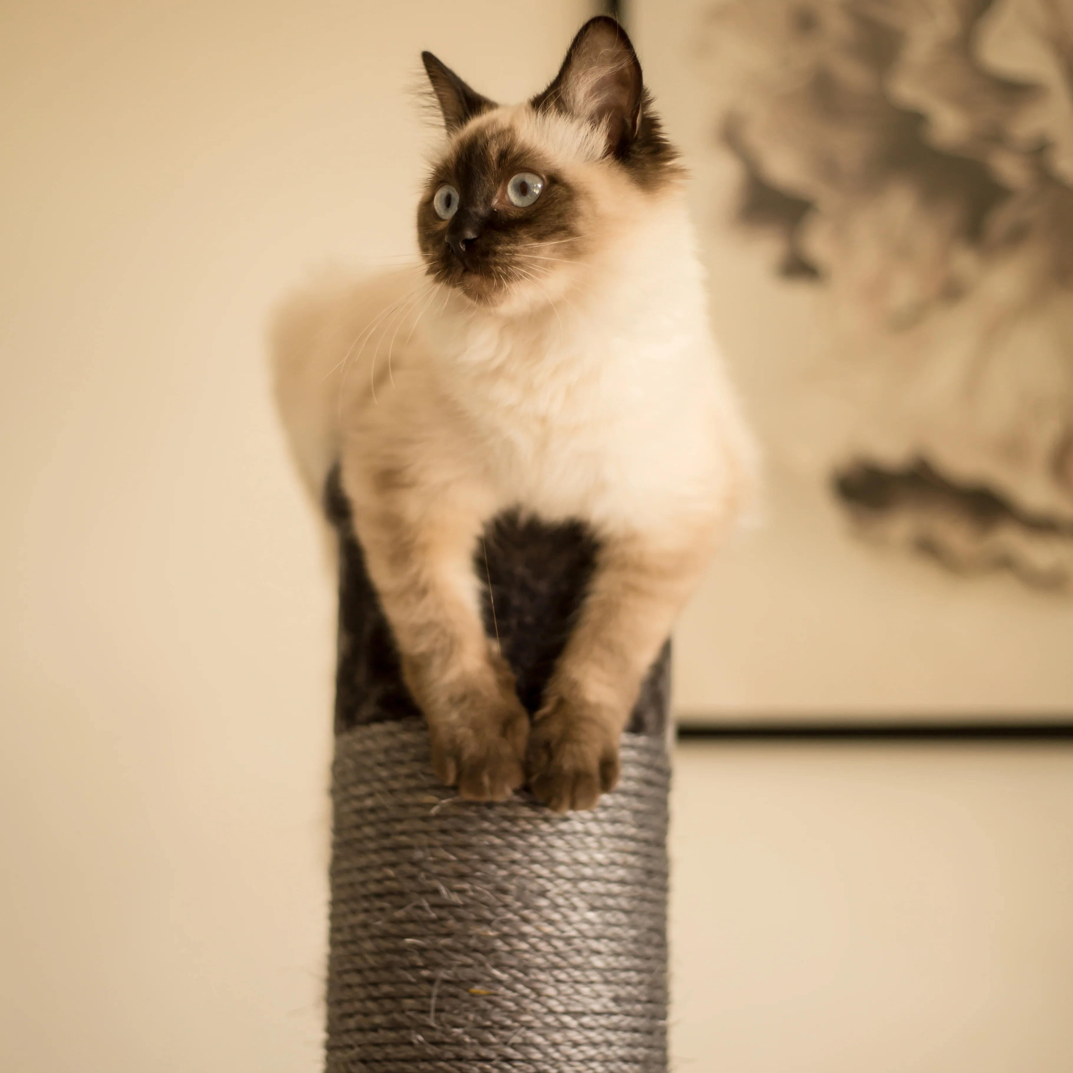 Cat Scratch Post - Grey - Large - Image 8