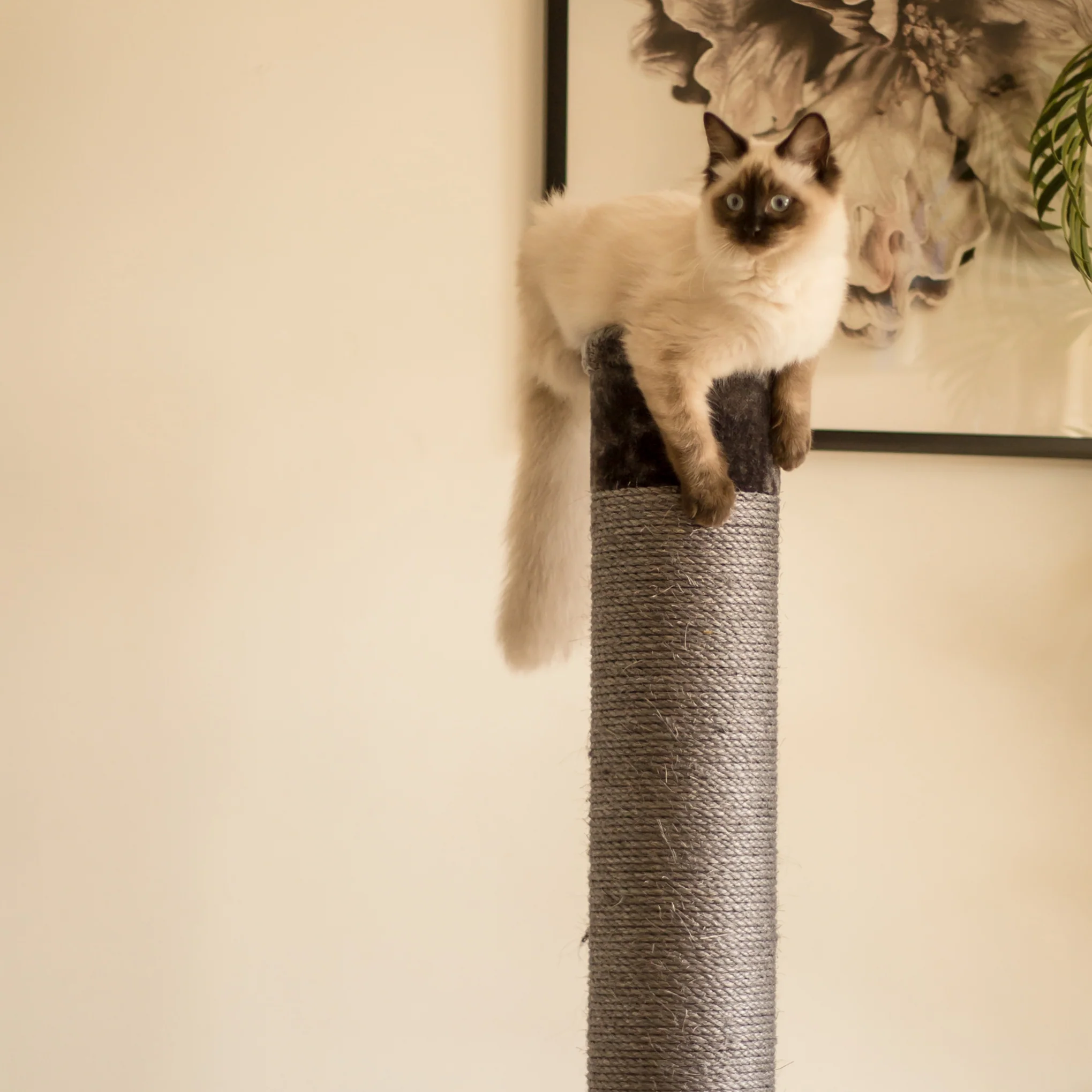 Cat Scratch Post - Grey - Large - Image 9