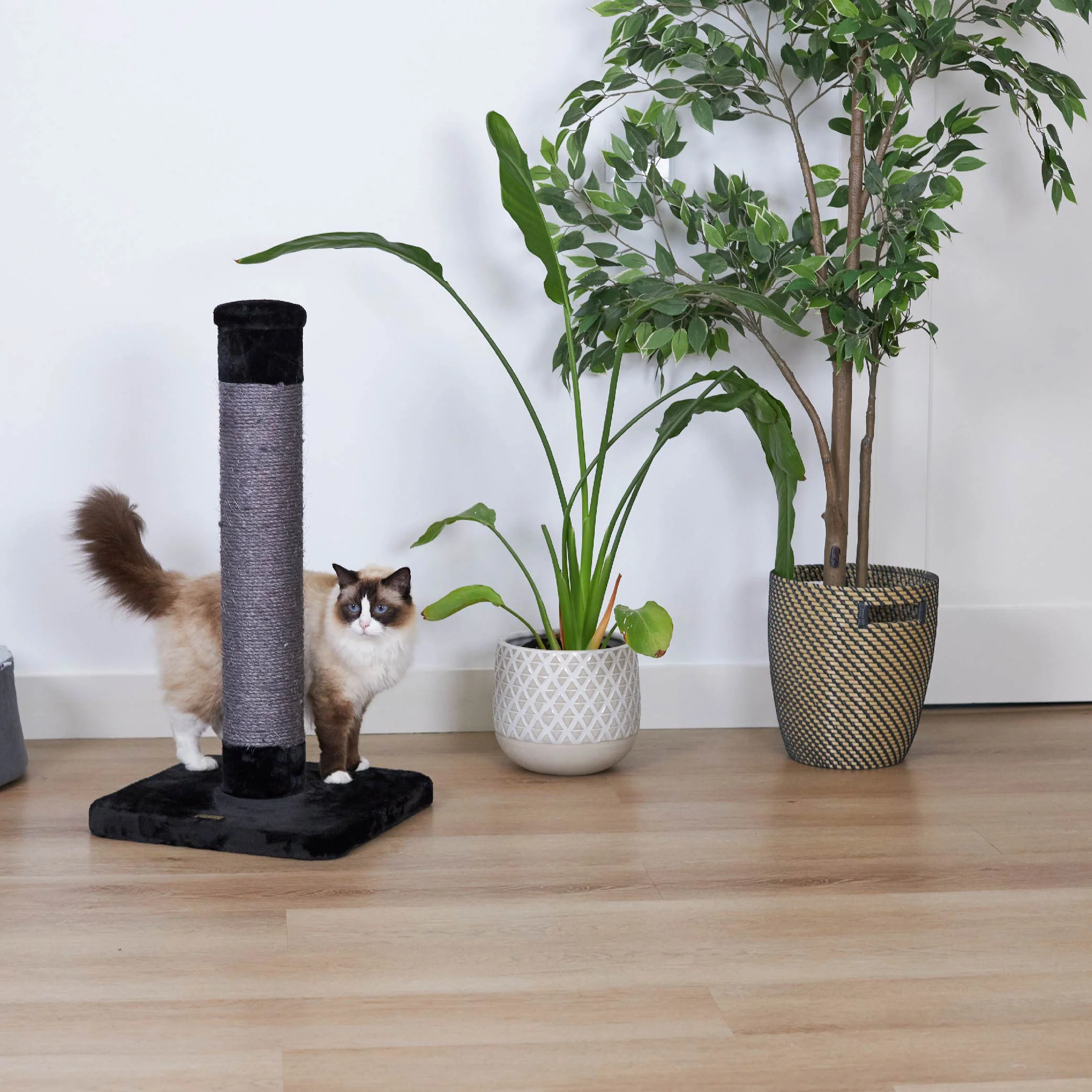 Cat Scratch Post - Medium - Image 4