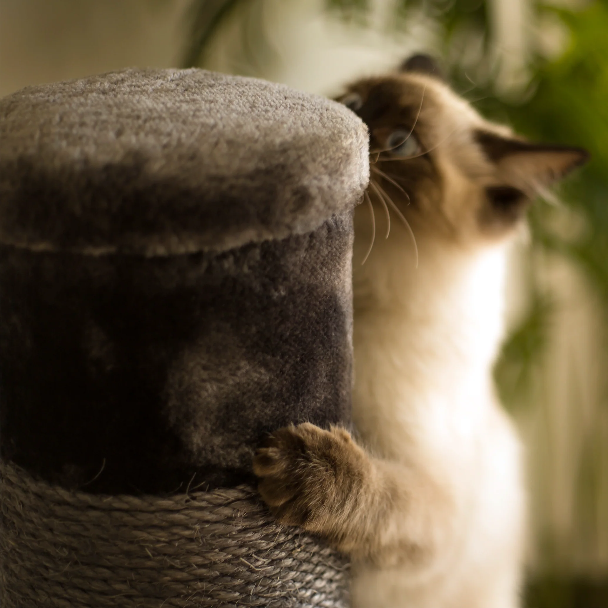 Cat Scratch Post - Medium - Image 6