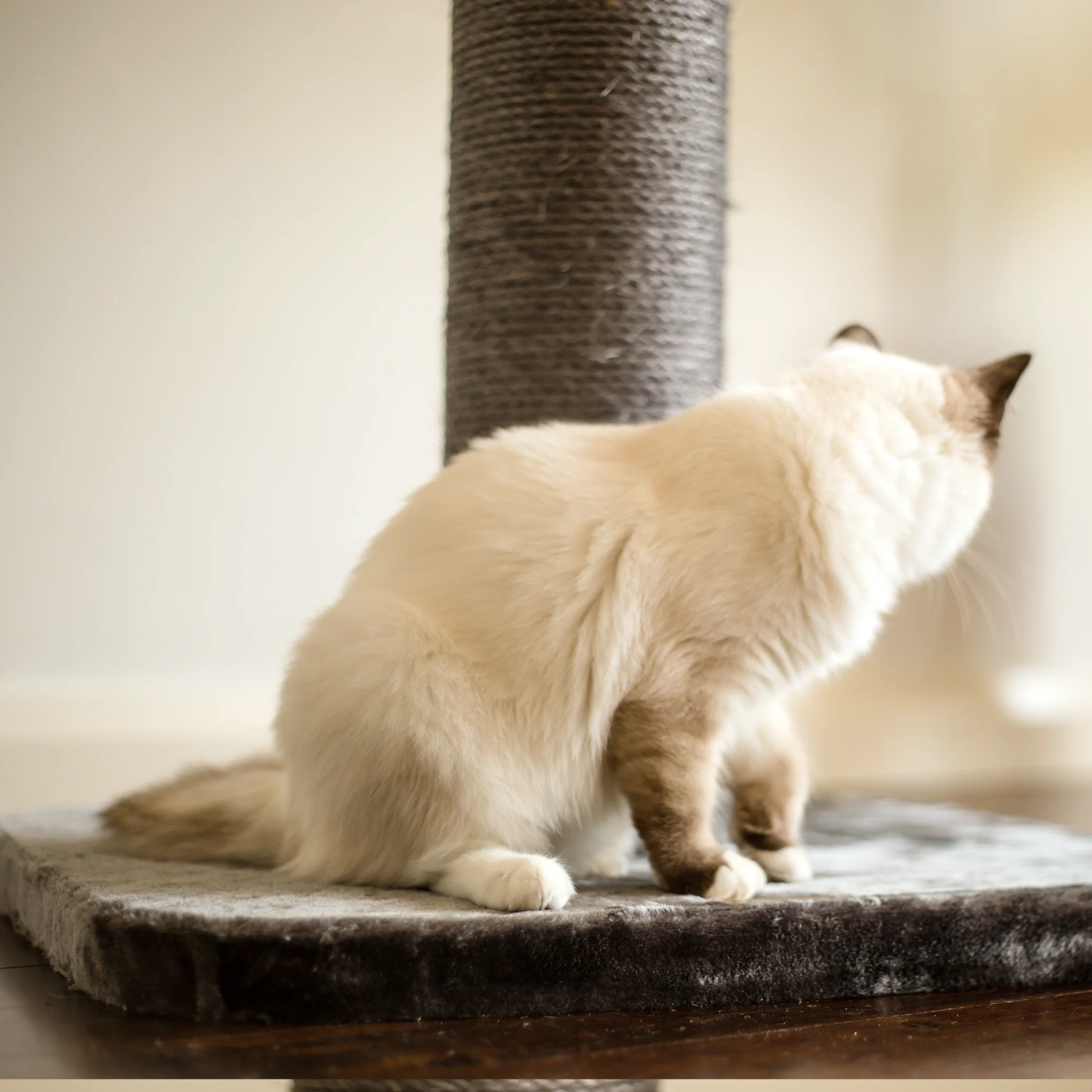 Cat Scratch Post - Medium - Image 7